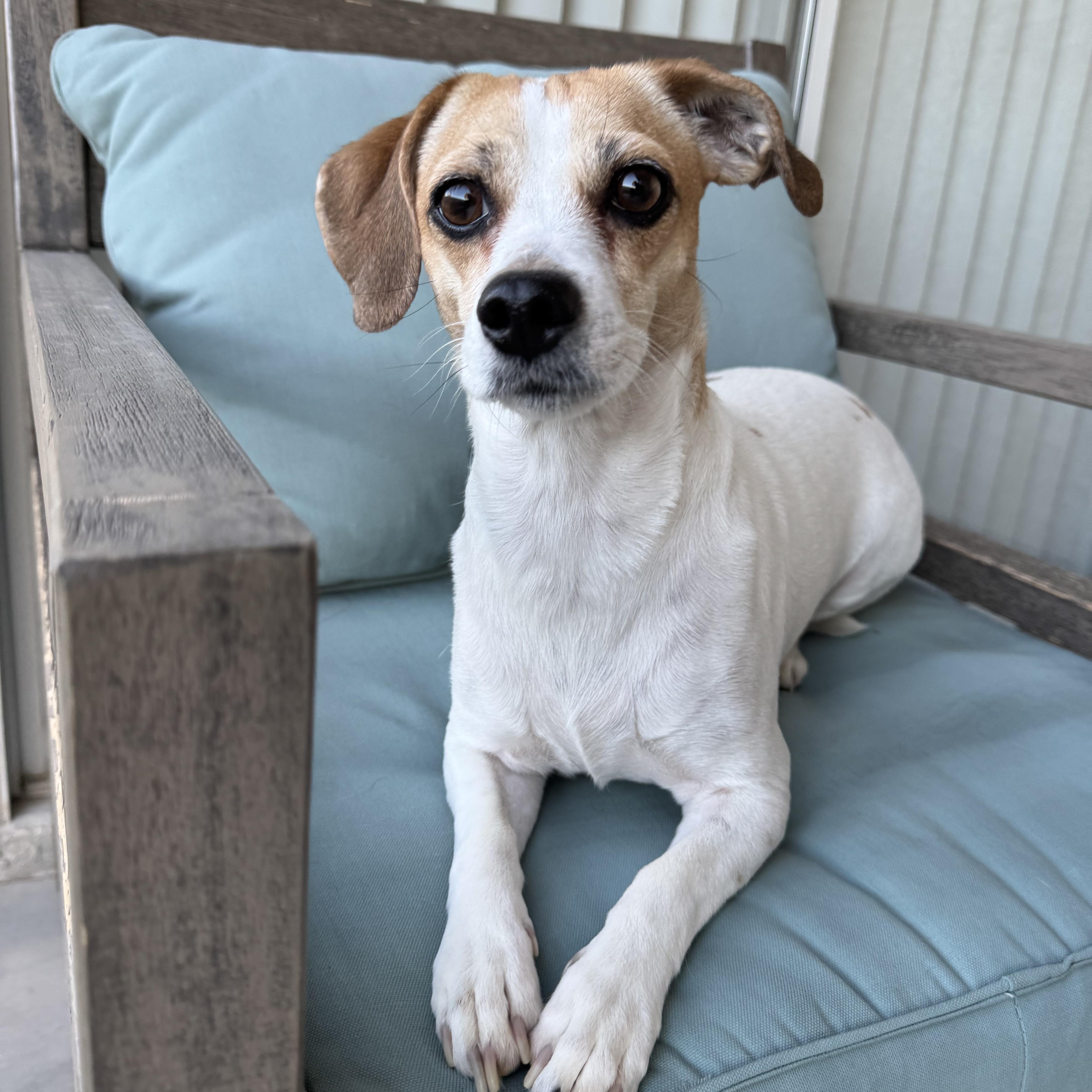 Enlarge Gemma, an adopted mixed breed in Henderson, NV image 1/5