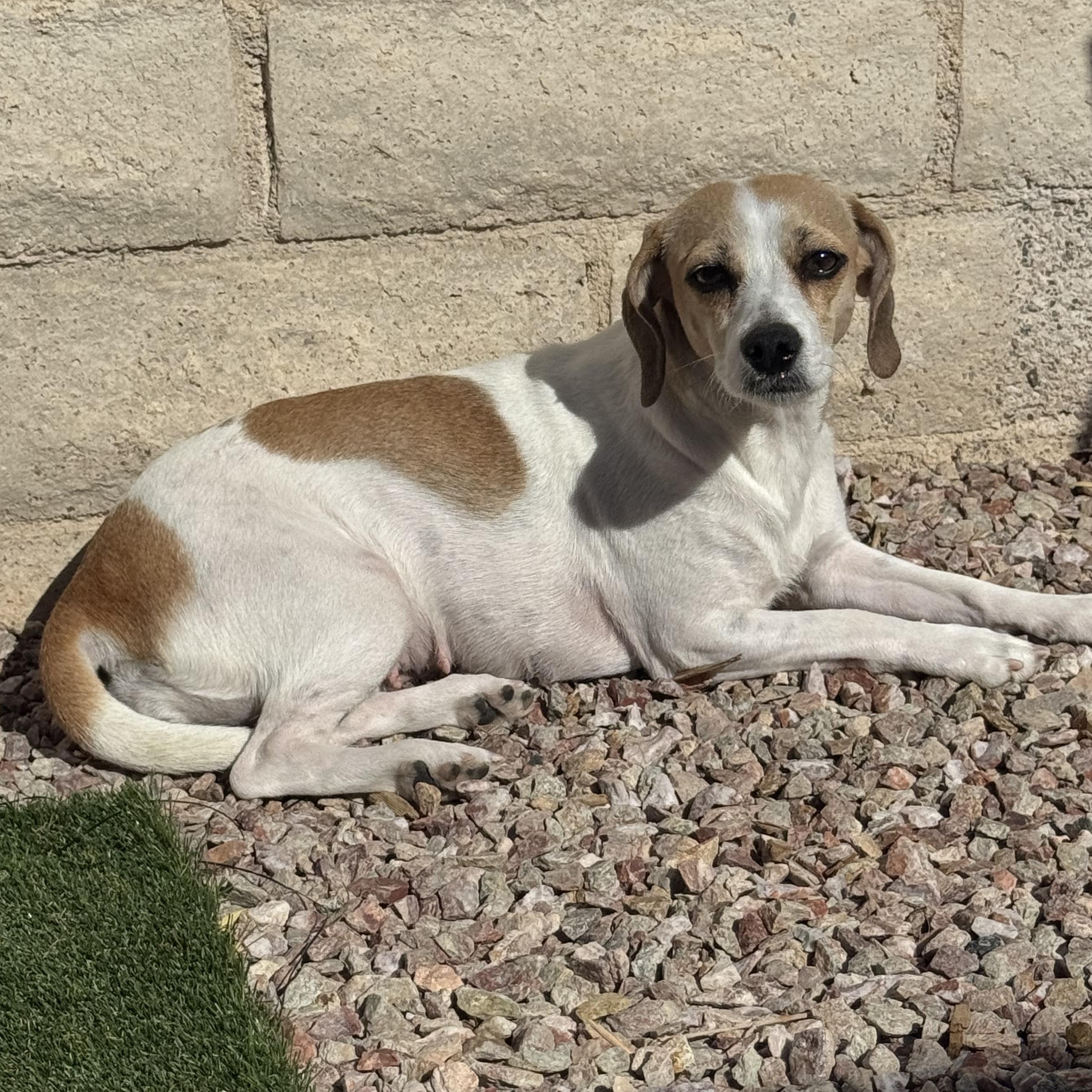 Gemma, a Adoptable mixed breed in Henderson, NV image 2/4