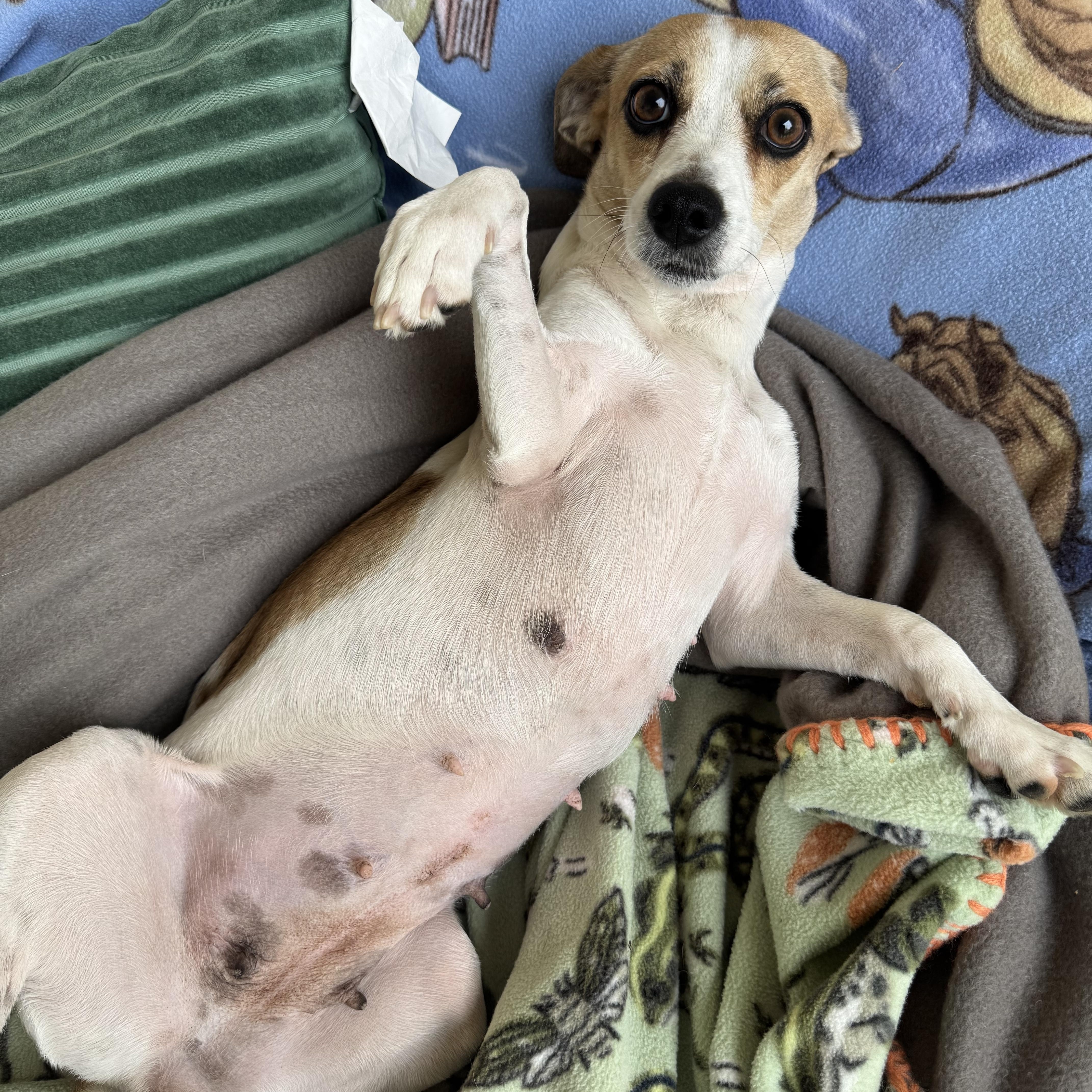 Gemma, a Adoptable mixed breed in Henderson, NV image 3/4