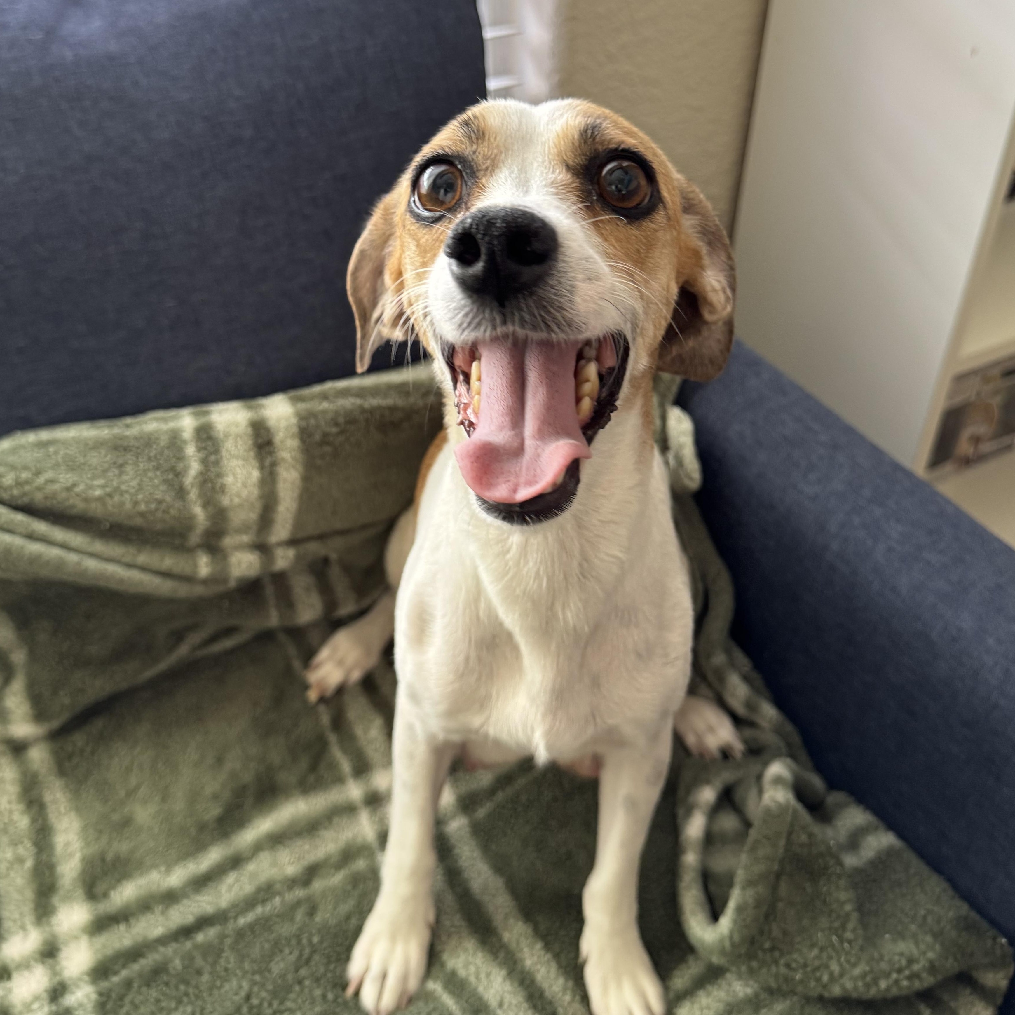 Gemma, a Adoptable mixed breed in Henderson, NV image 4/4