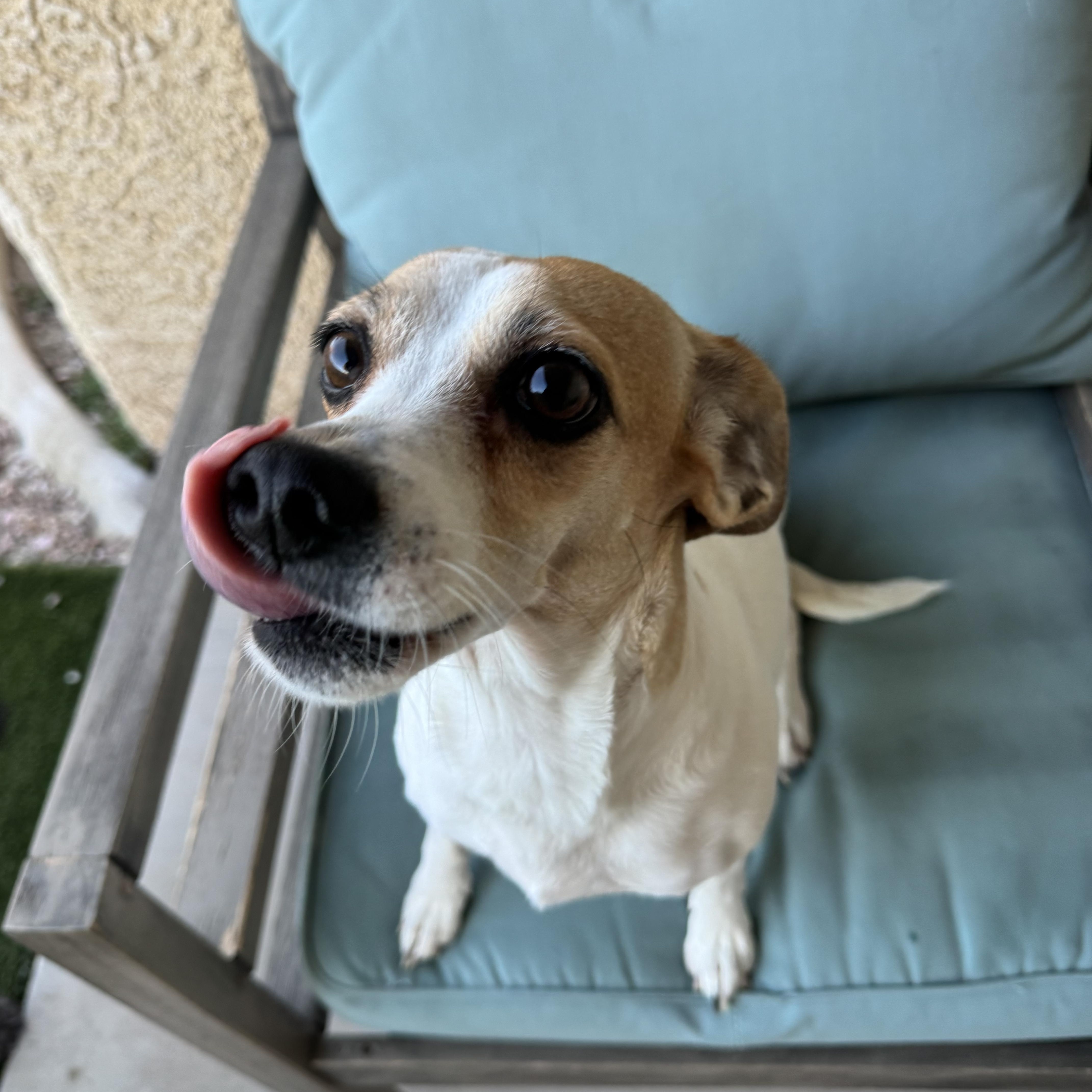 Enlarge Gemma, an adopted mixed breed in Henderson, NV image 2/5