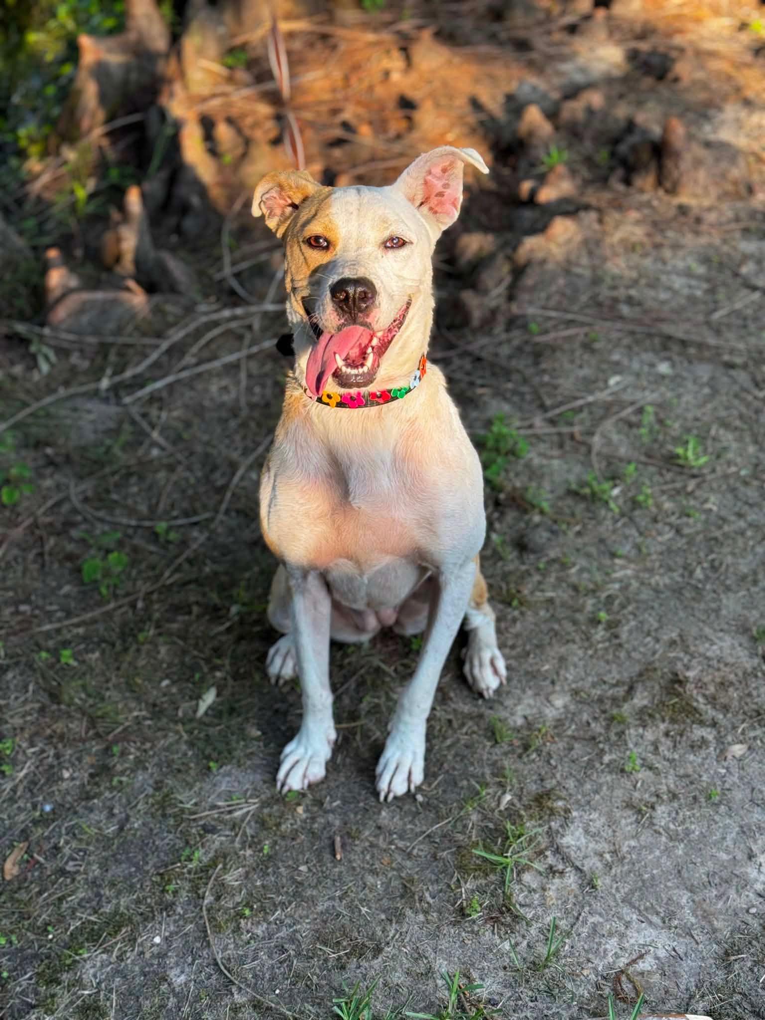Enlarge Cassie, a Adoptable mixed breed in Ocean Springs, MS image 4/5