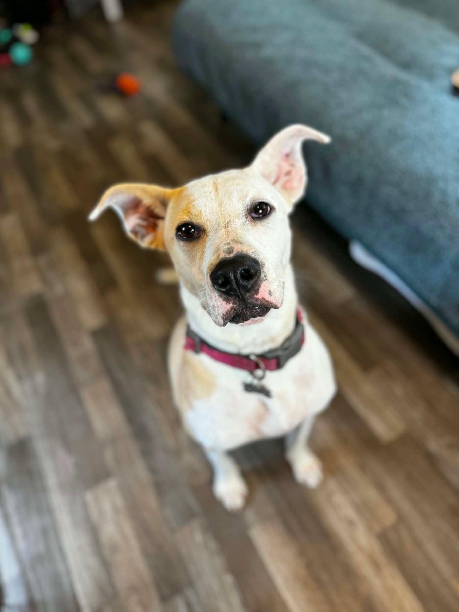 Enlarge Cassie, a Adoptable mixed breed in Ocean Springs, MS image 2/5