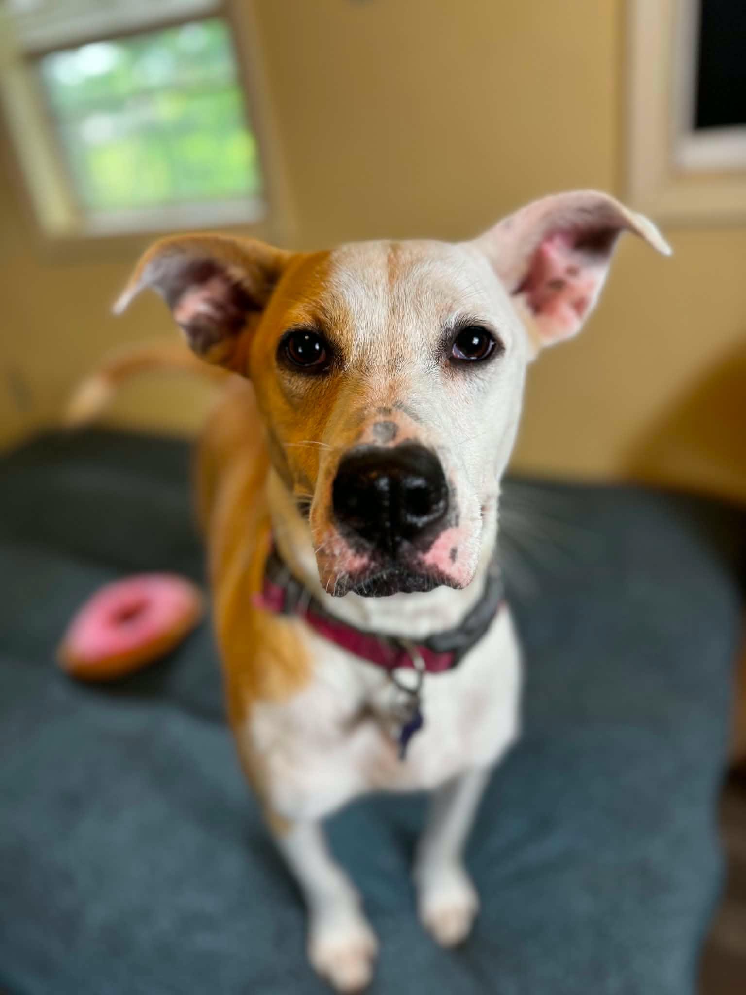 Cassie, Adoptable, Puppy Female Labrador Retriever & Whippet.