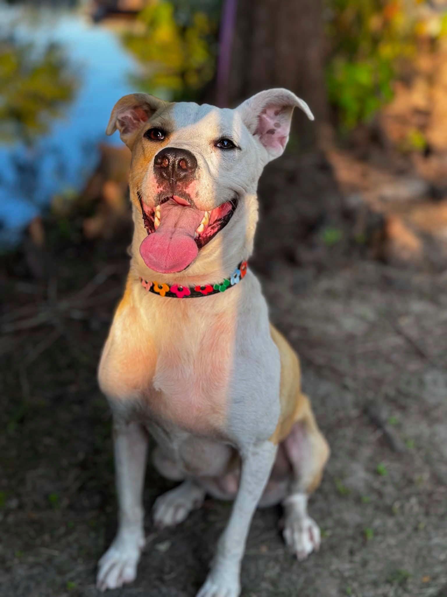Enlarge Cassie, a Adoptable mixed breed in Ocean Springs, MS image 3/5