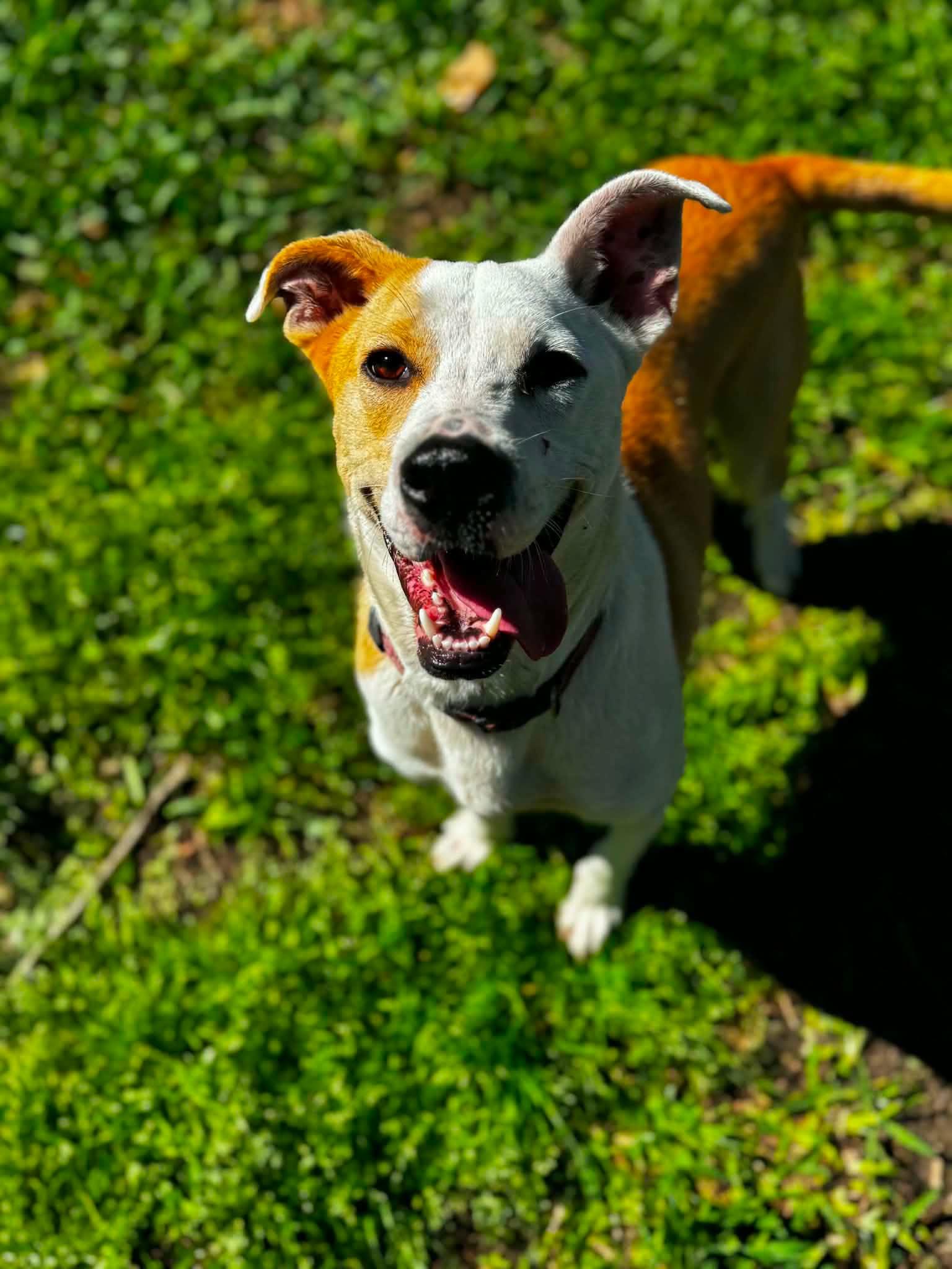 Enlarge Cassie, a Adoptable mixed breed in Ocean Springs, MS image 5/5