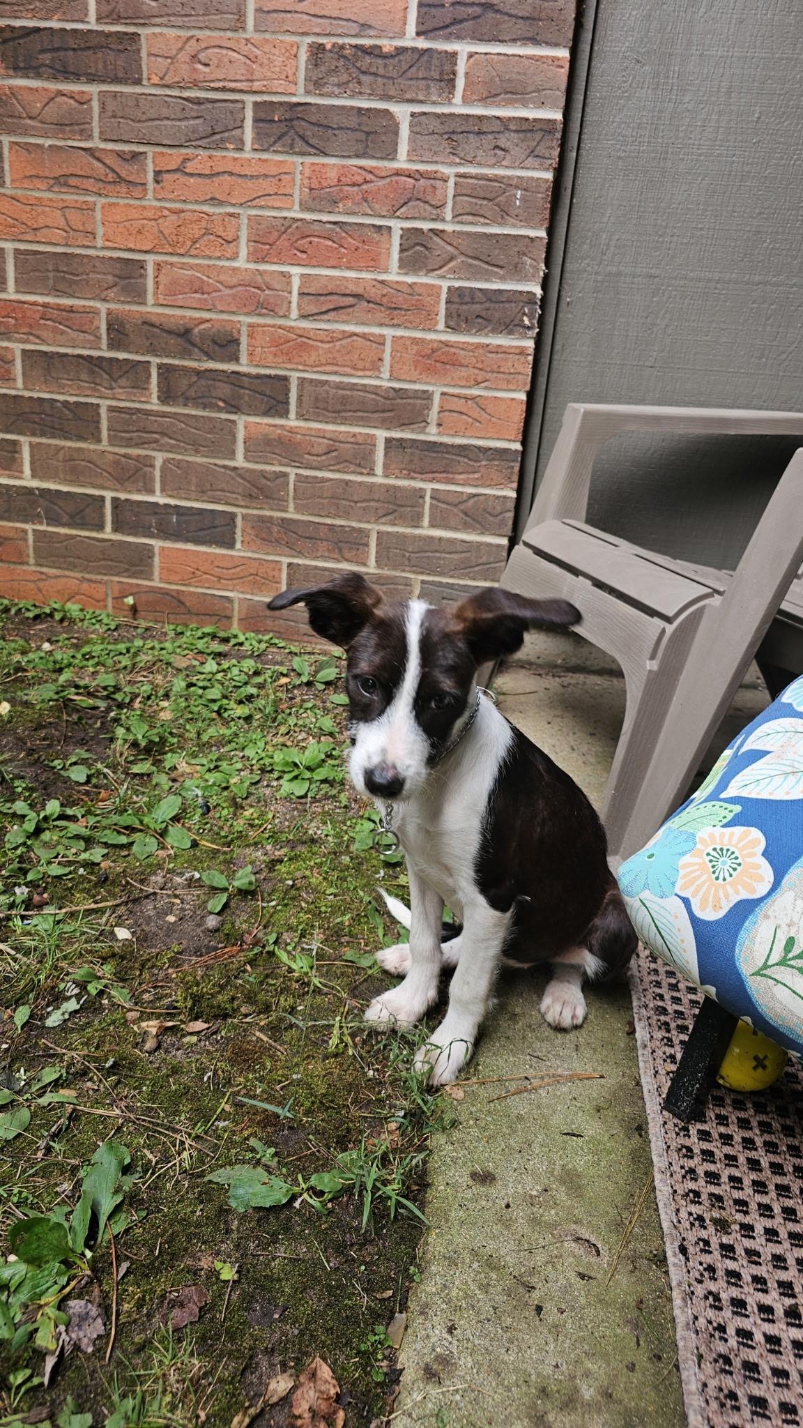 Pixie - In Foster