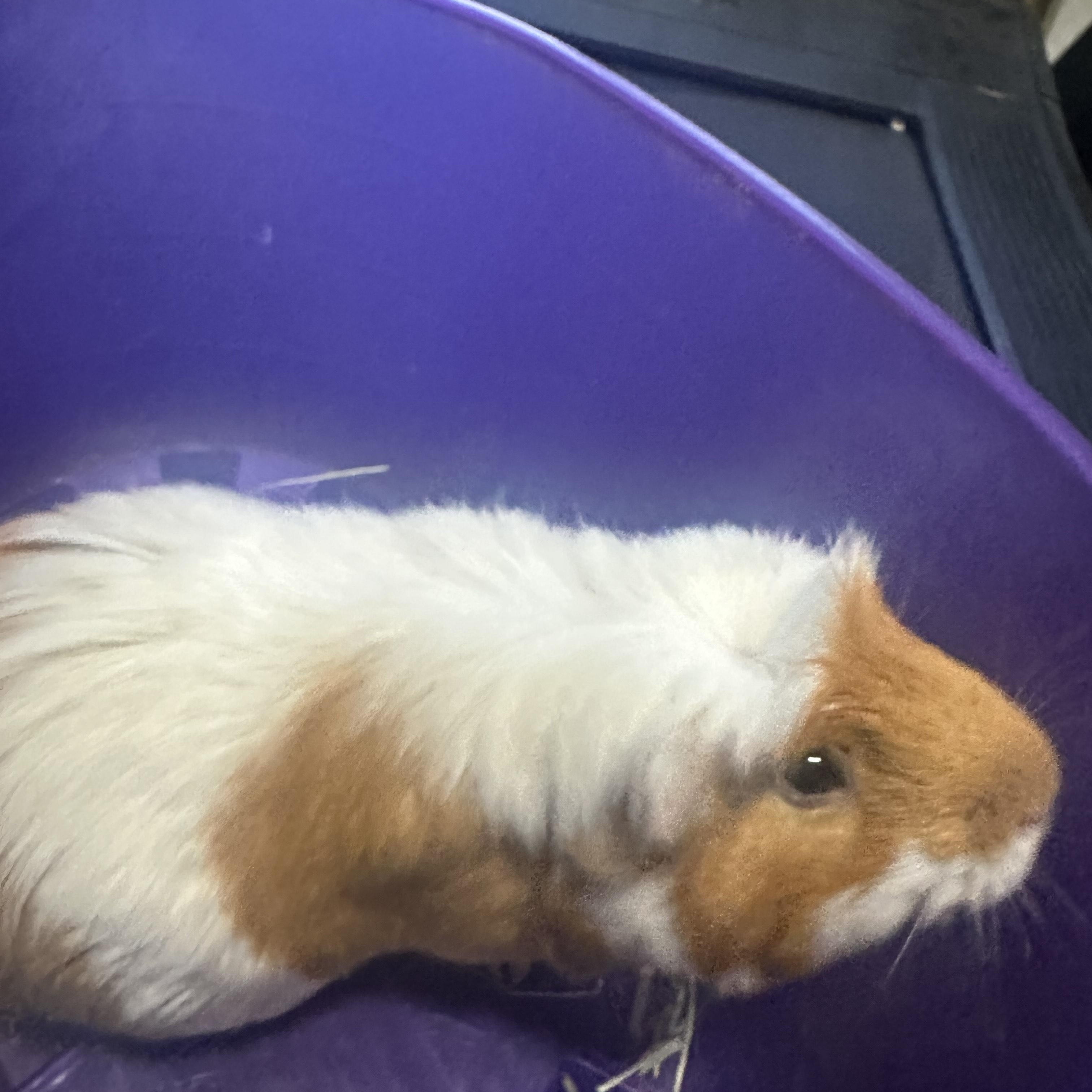 Pepi, a ADOPTABLE Guinea Pig in Austin, TX image 4/4