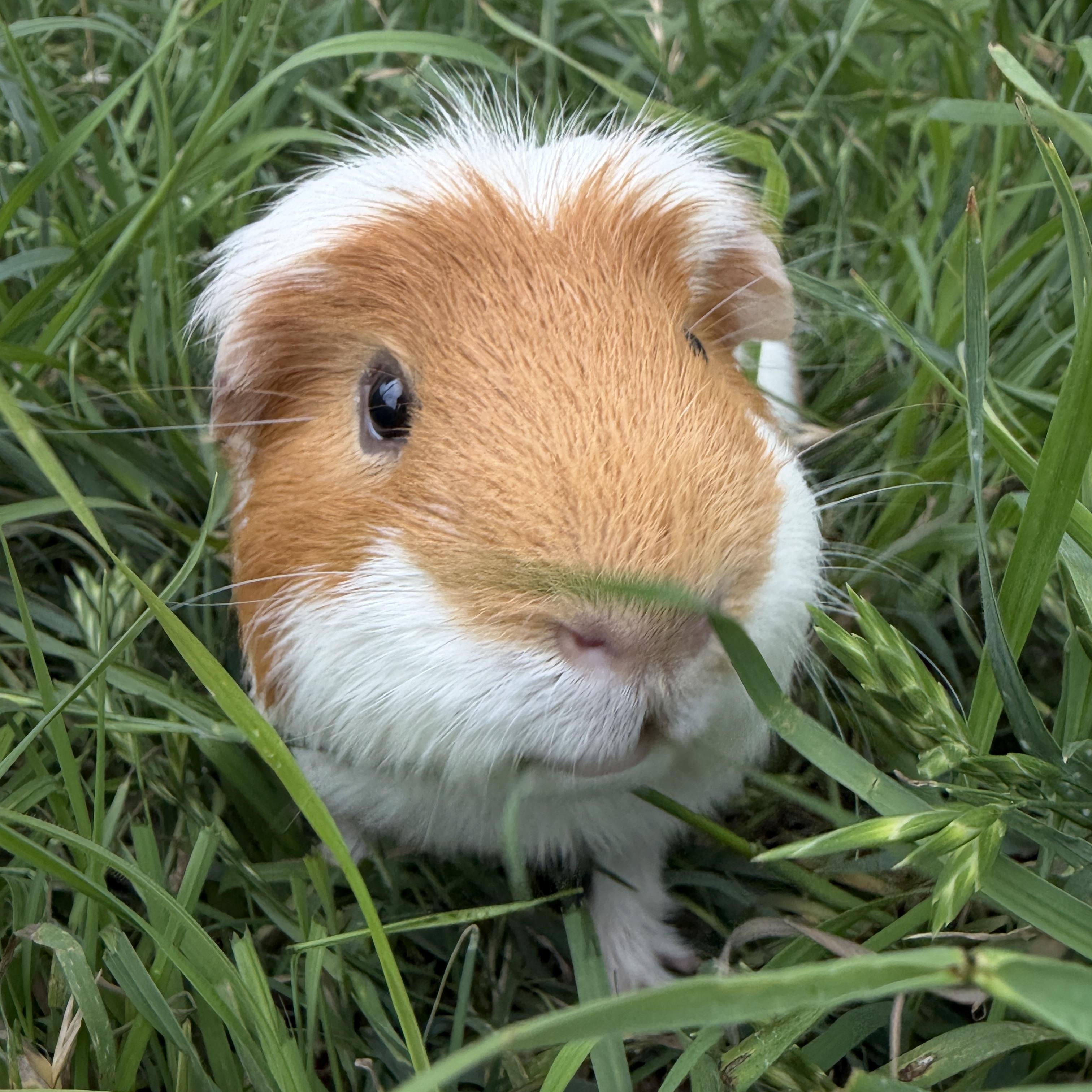 Enlarge Pepi, a ADOPTABLE Guinea Pig in Austin, TX image 2/6
