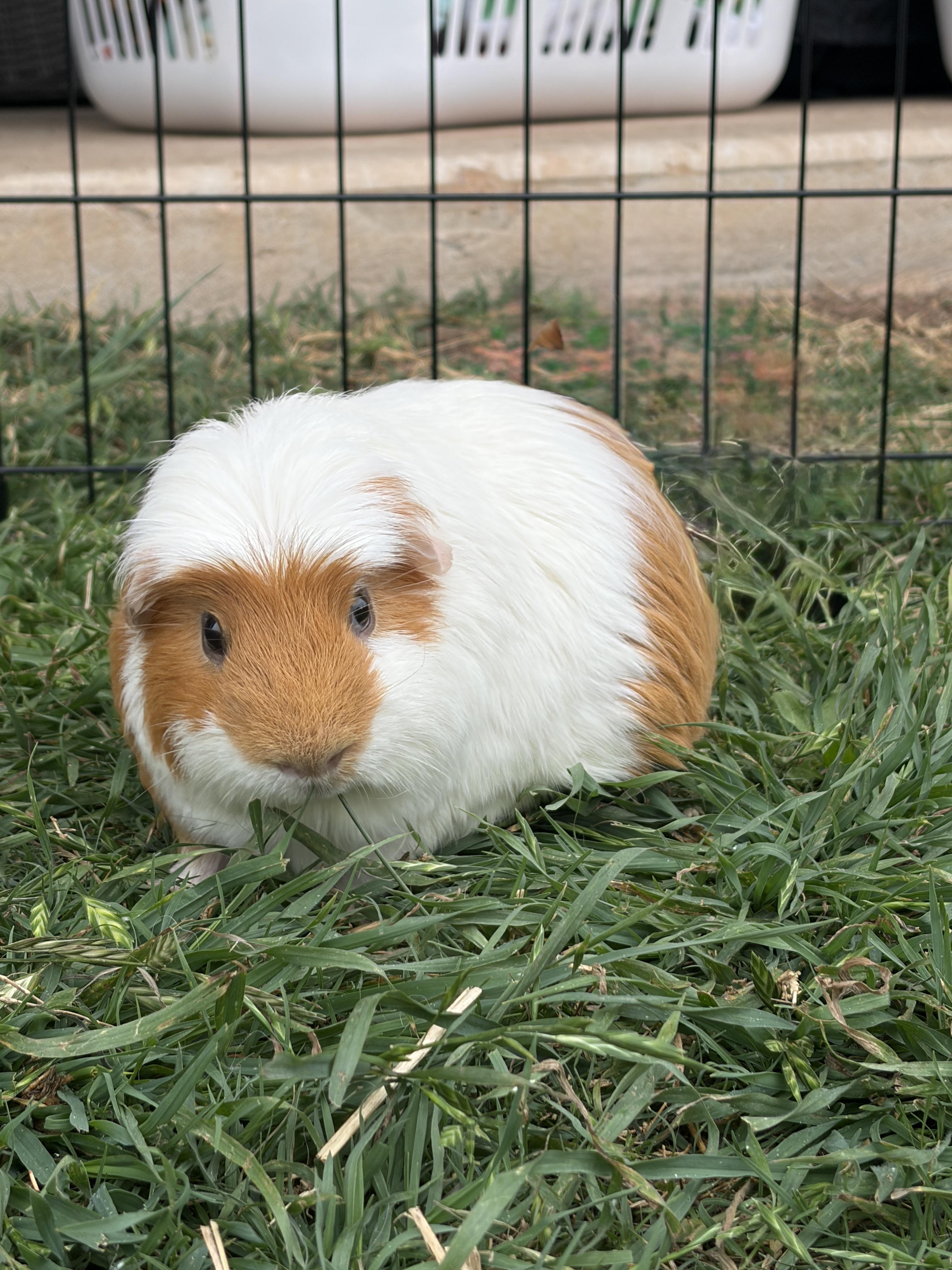 Enlarge Pepi, a ADOPTABLE Guinea Pig in Austin, TX image 4/6