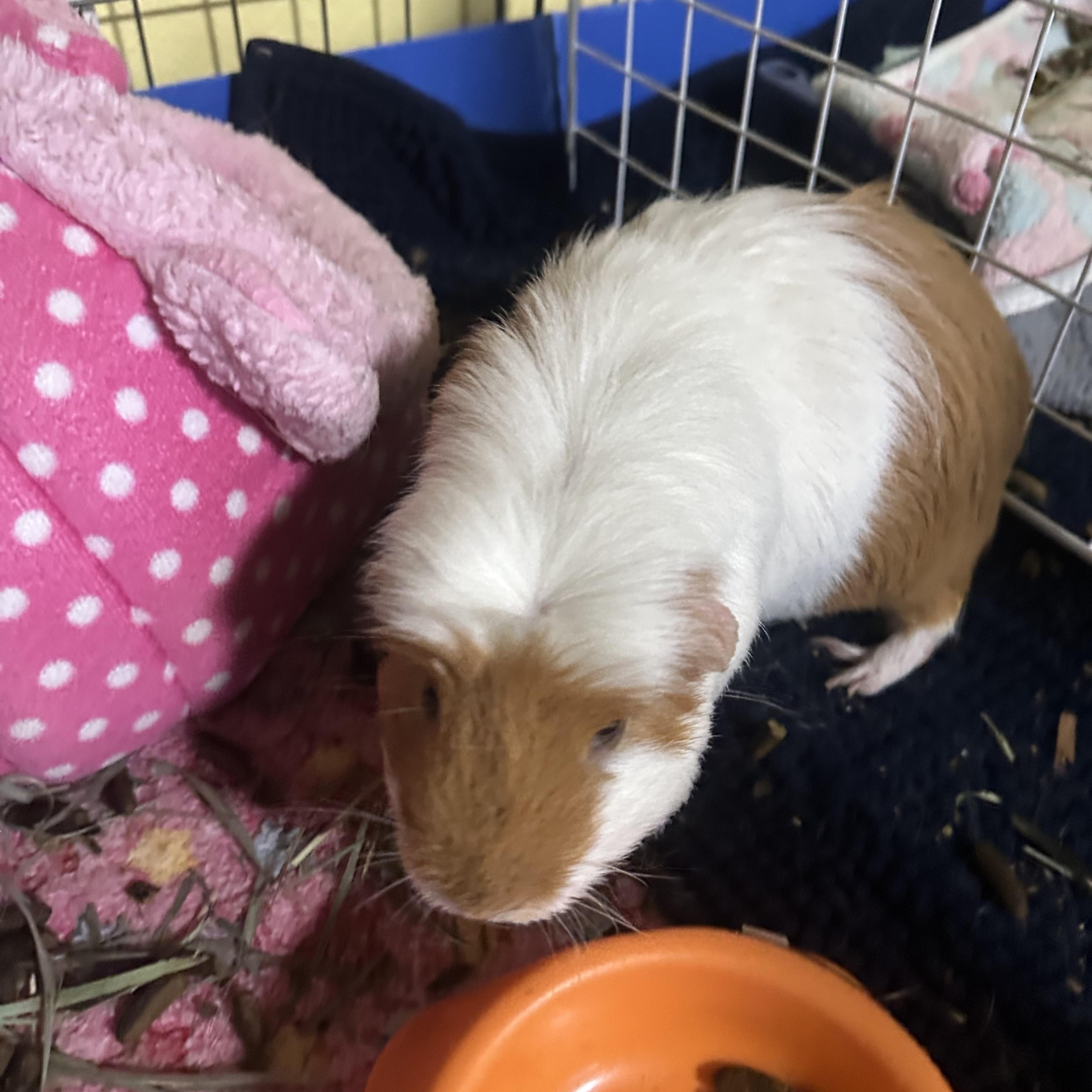 Pepi, a ADOPTABLE Guinea Pig in Austin, TX image 2/4