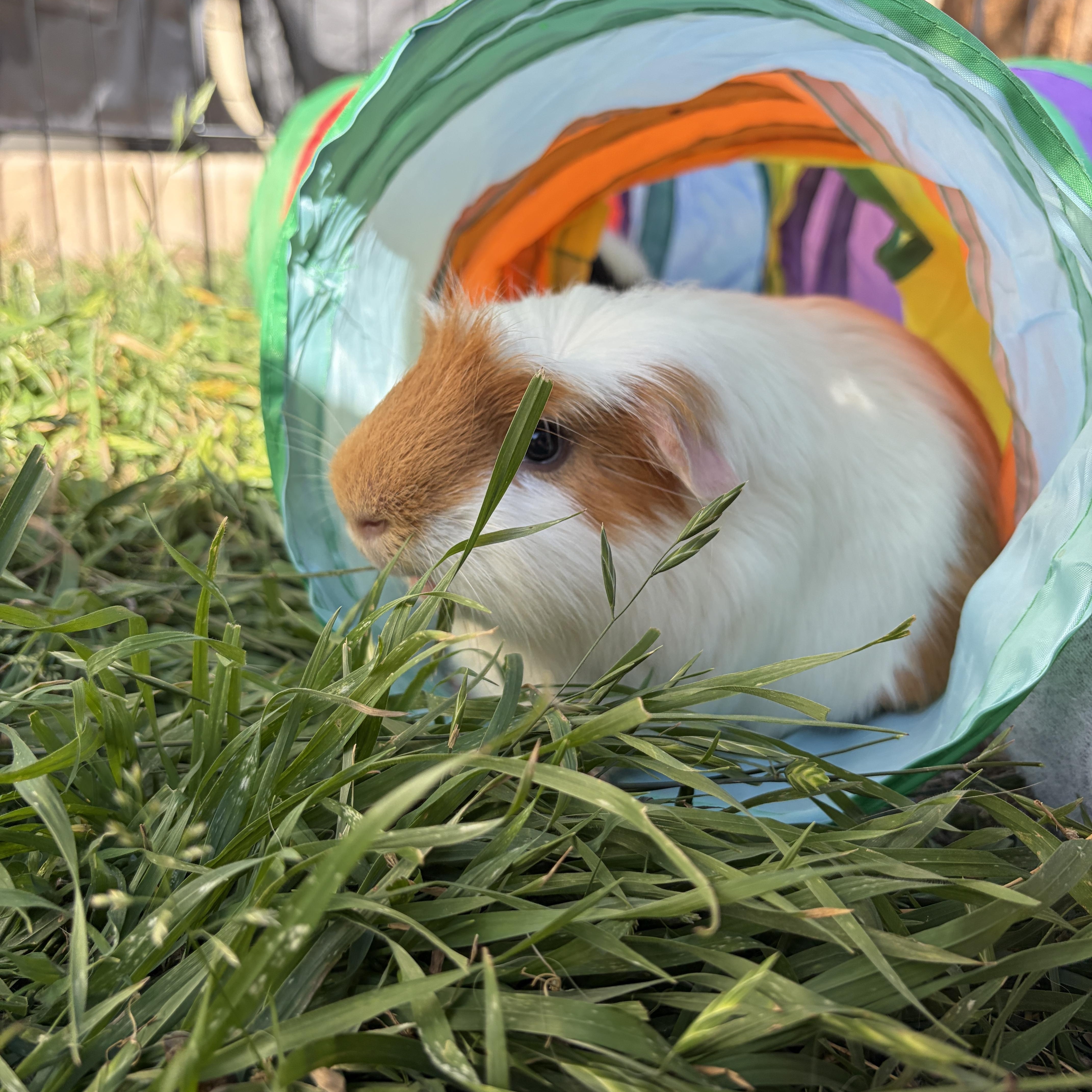 Pepi, ADOPTABLE, Adult Male Guinea Pig.