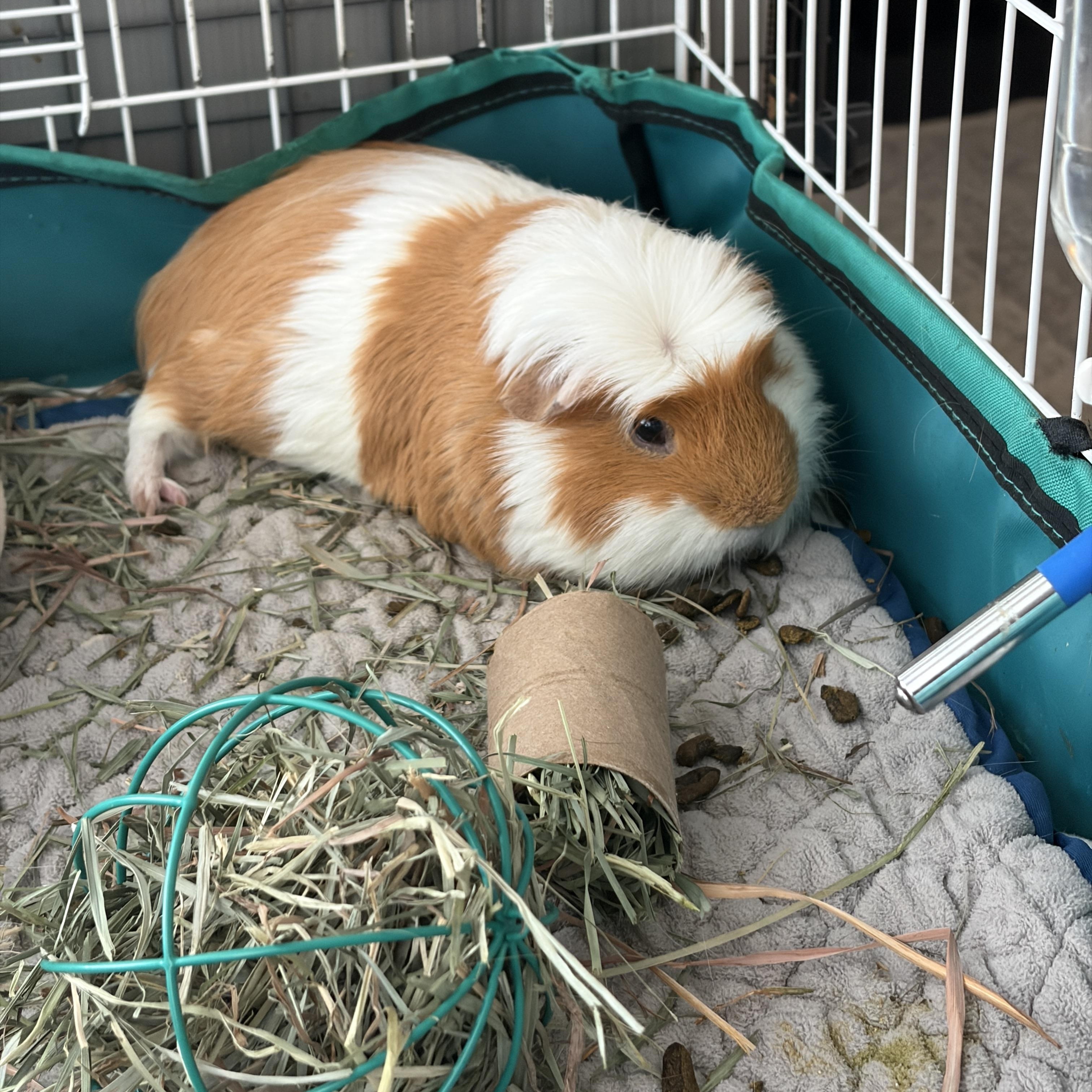Enlarge Pepi, a ADOPTABLE Guinea Pig in Austin, TX image 3/6
