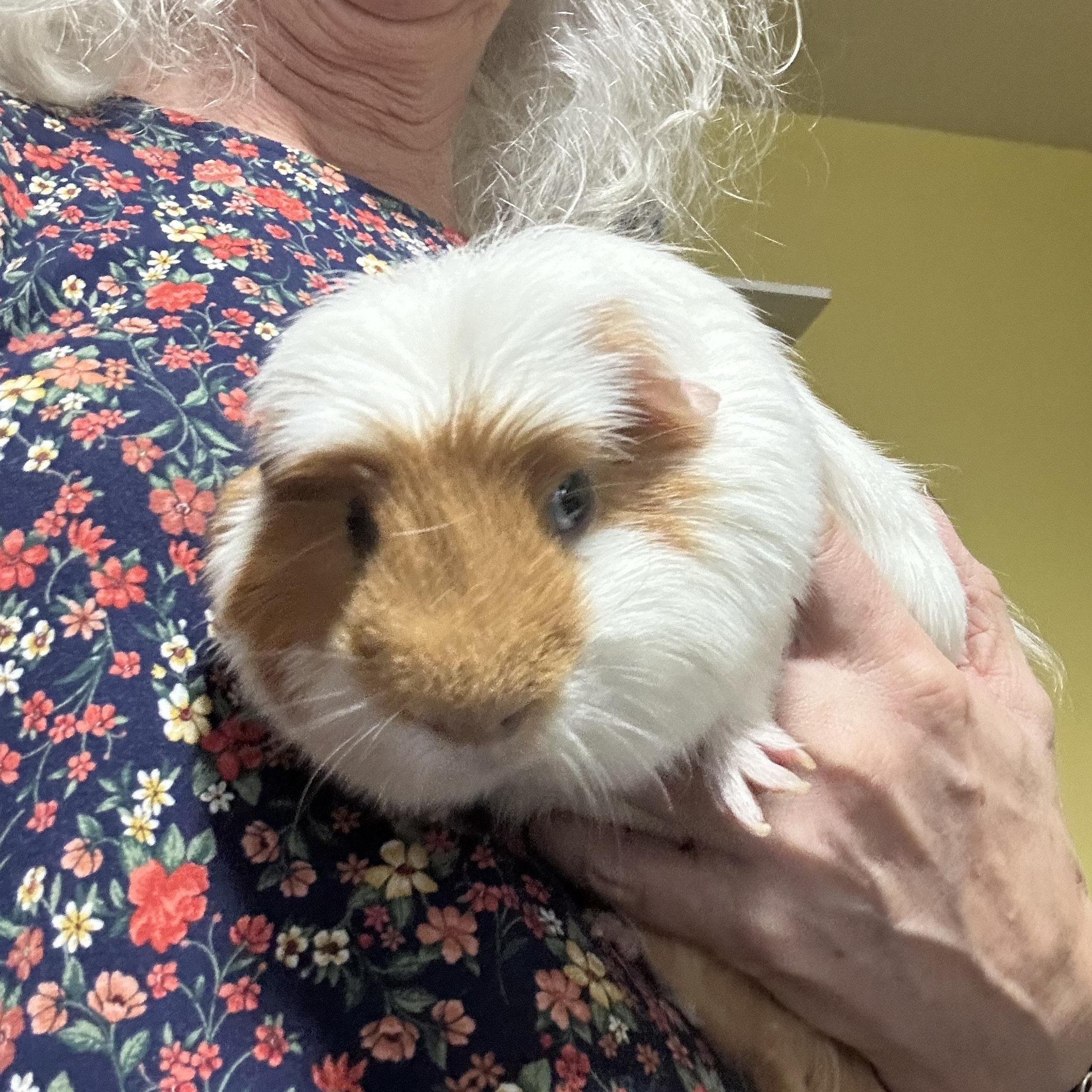Pepi, a ADOPTABLE Guinea Pig in Austin, TX image 3/4