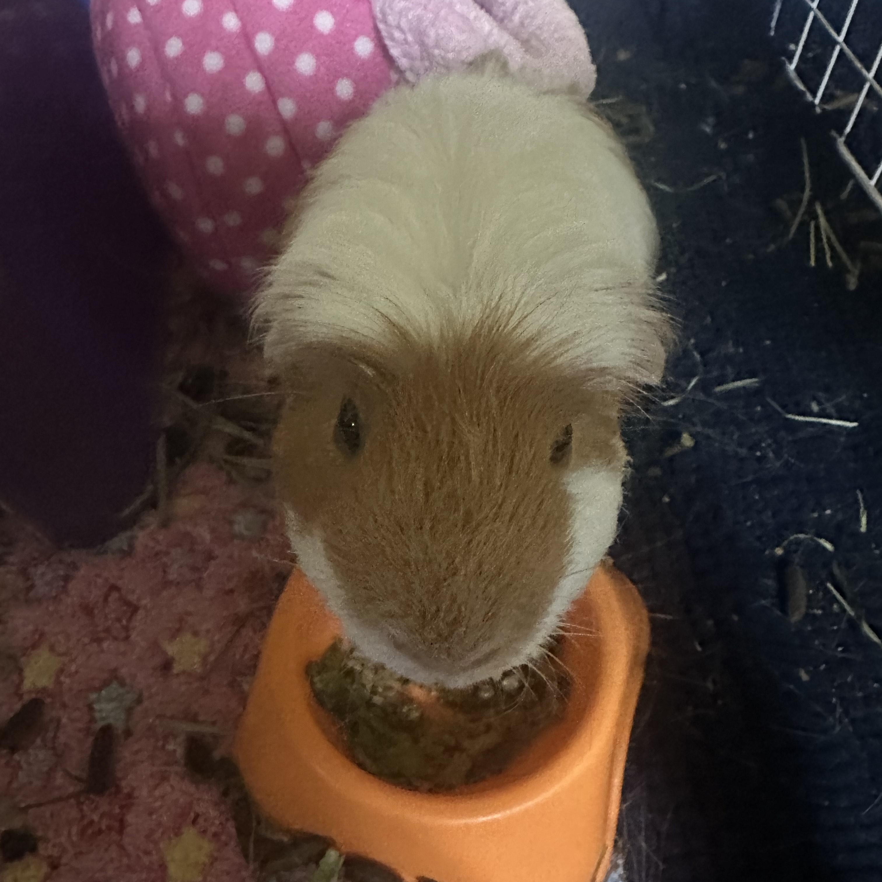 Pepi, ADOPTABLE, Adult Male Guinea Pig.