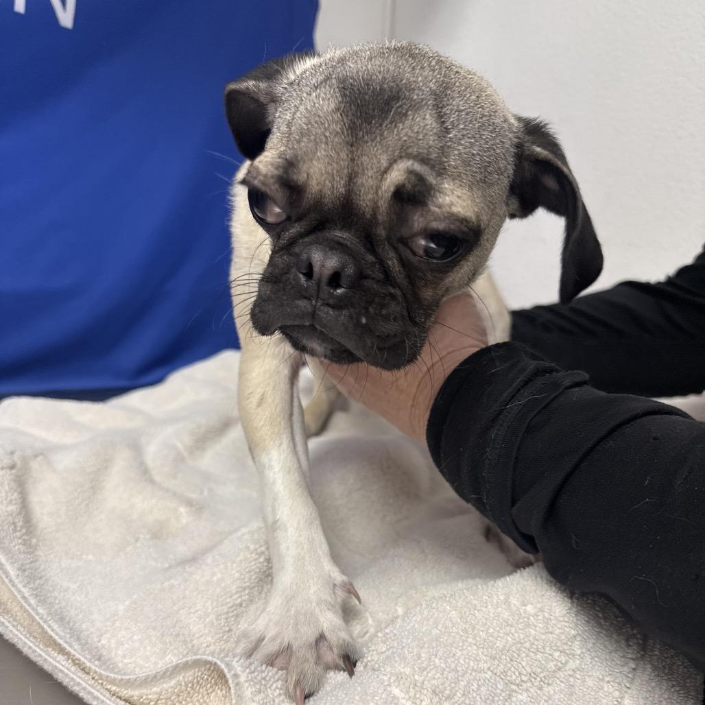 HACC-Stray-33607 — thumbnail 2