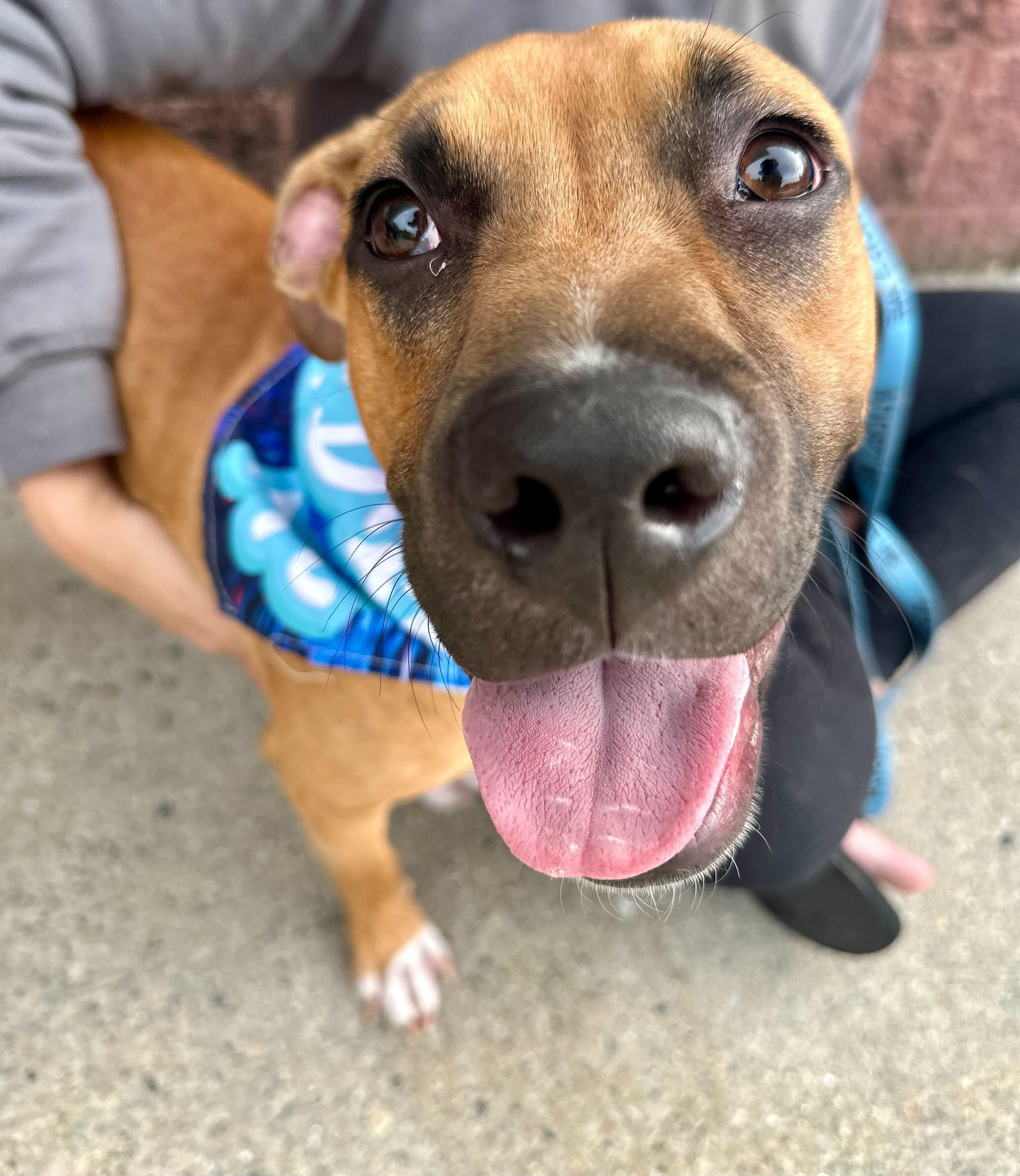 Squirt "HERE IN NH", ADOPTABLE, Puppy Male Mixed Breed.