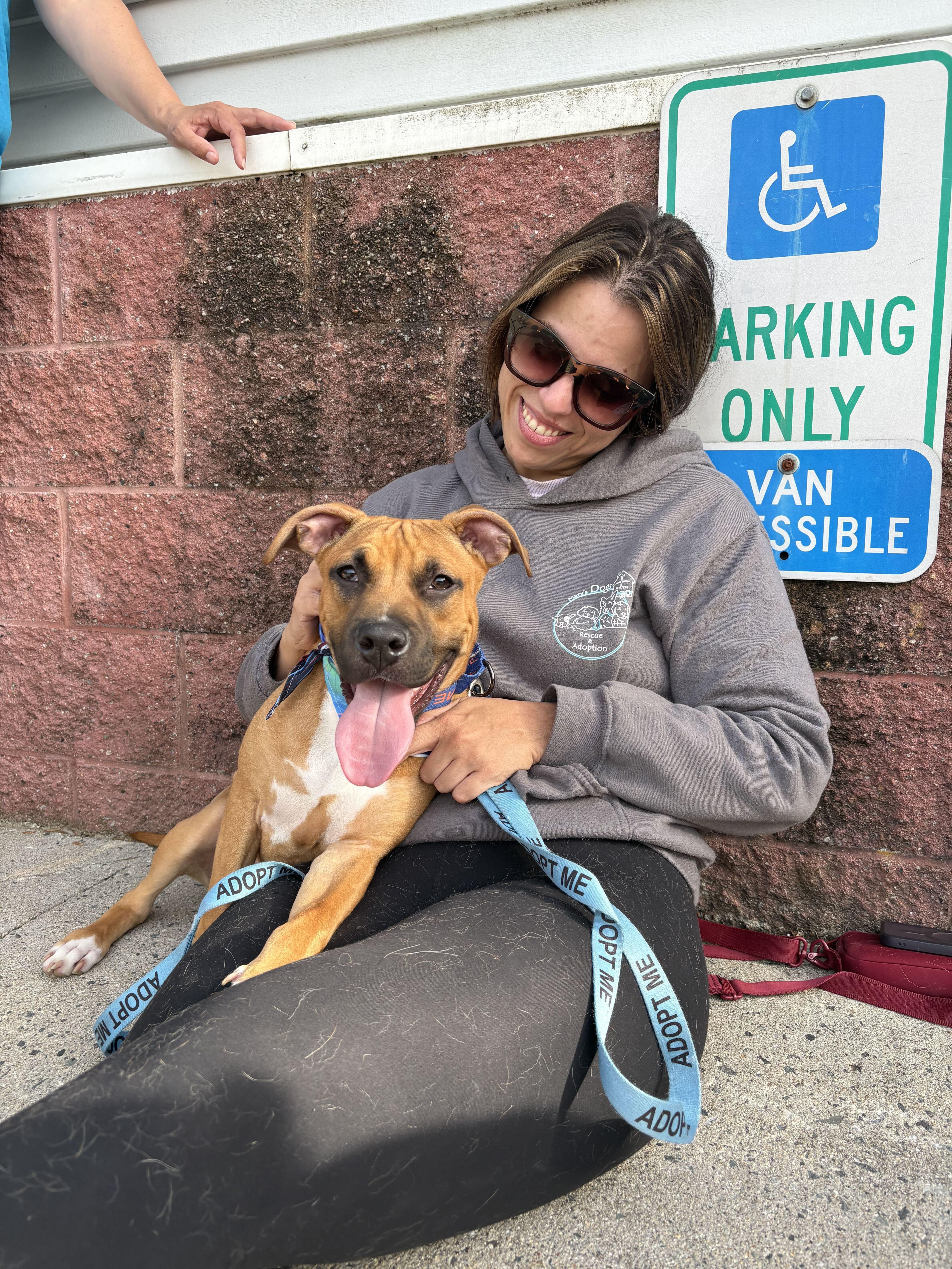 Squirt "HERE IN NH", a ADOPTABLE Mixed Breed in Northwood, NH image 3/3
