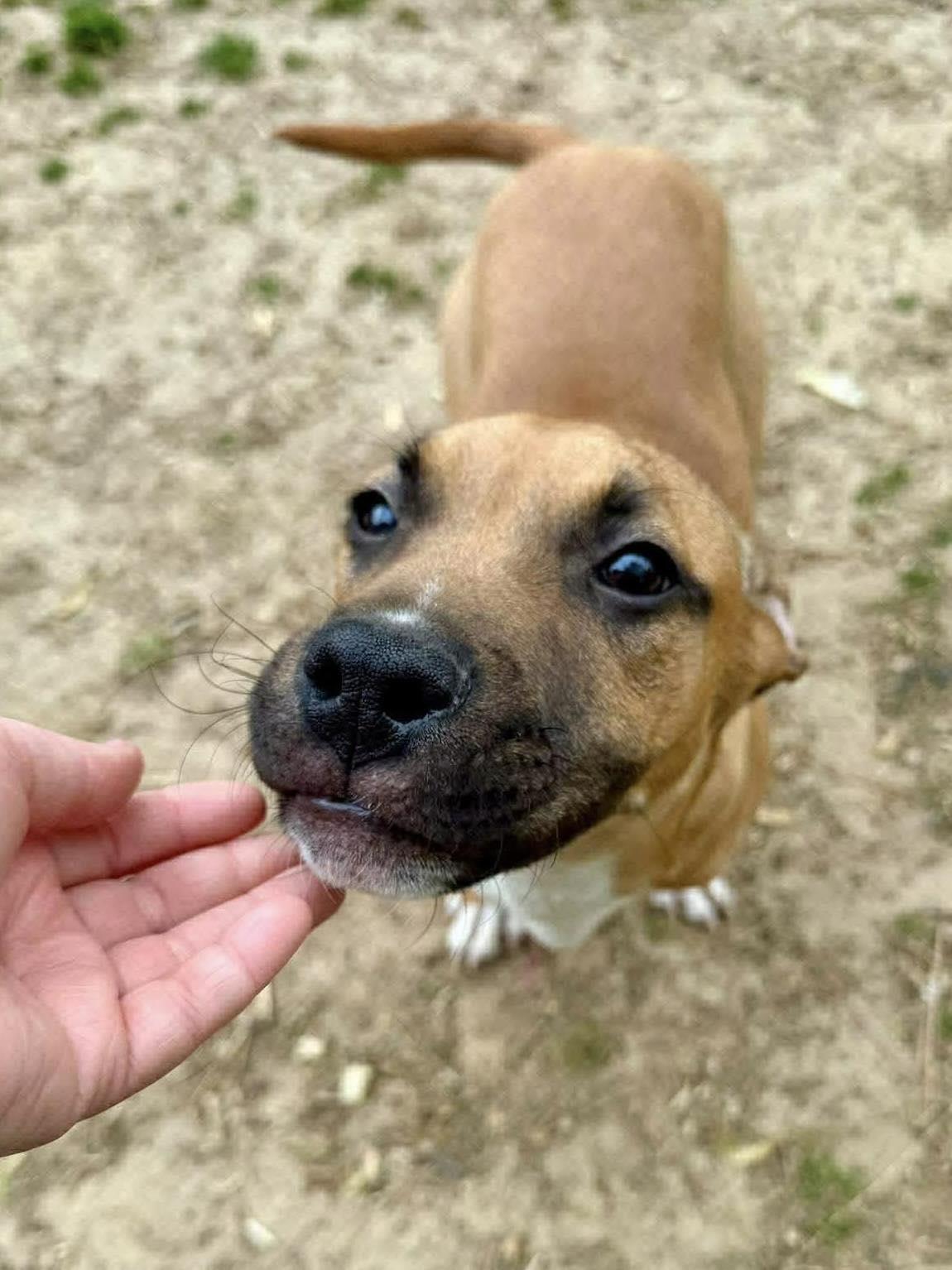 Enlarge Squirt, a ADOPTABLE Mixed Breed in Northwood, NH image 2/2