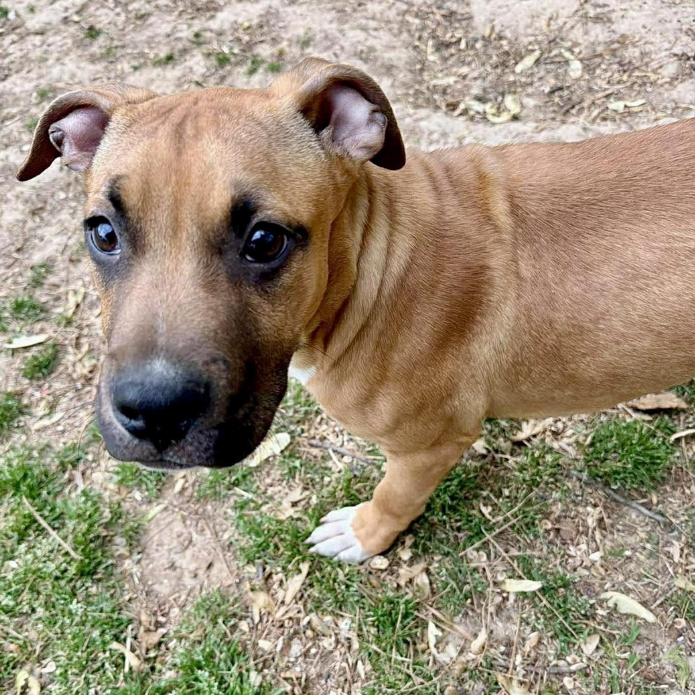 Enlarge Squirt, a ADOPTABLE Mixed Breed in Northwood, NH image 1/2