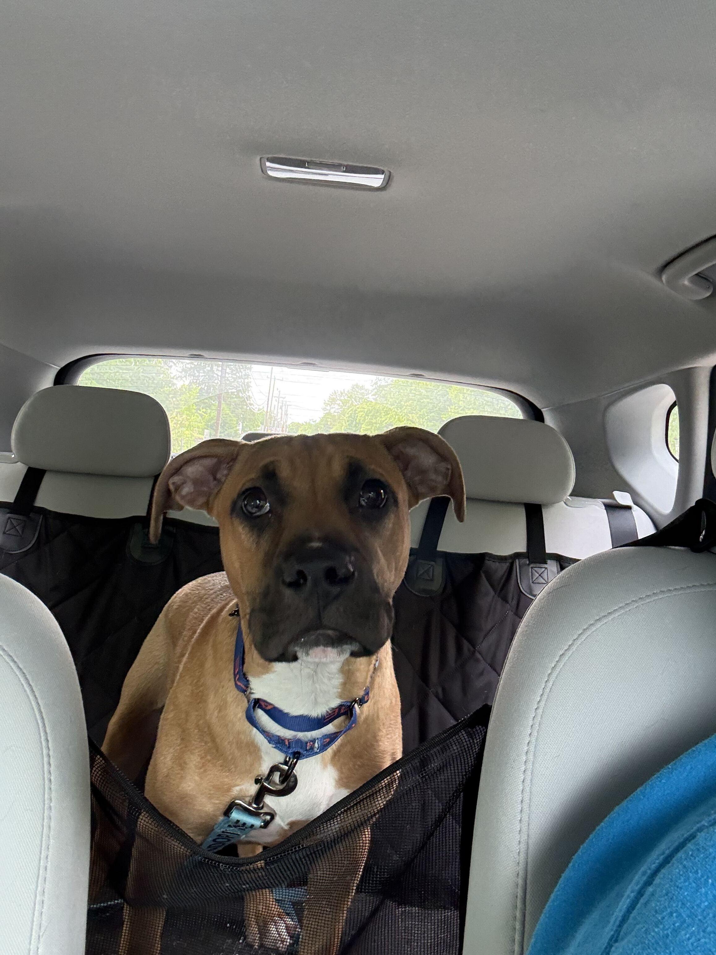 Squirt "HERE IN NH", a ADOPTABLE Mixed Breed in Northwood, NH image 2/3