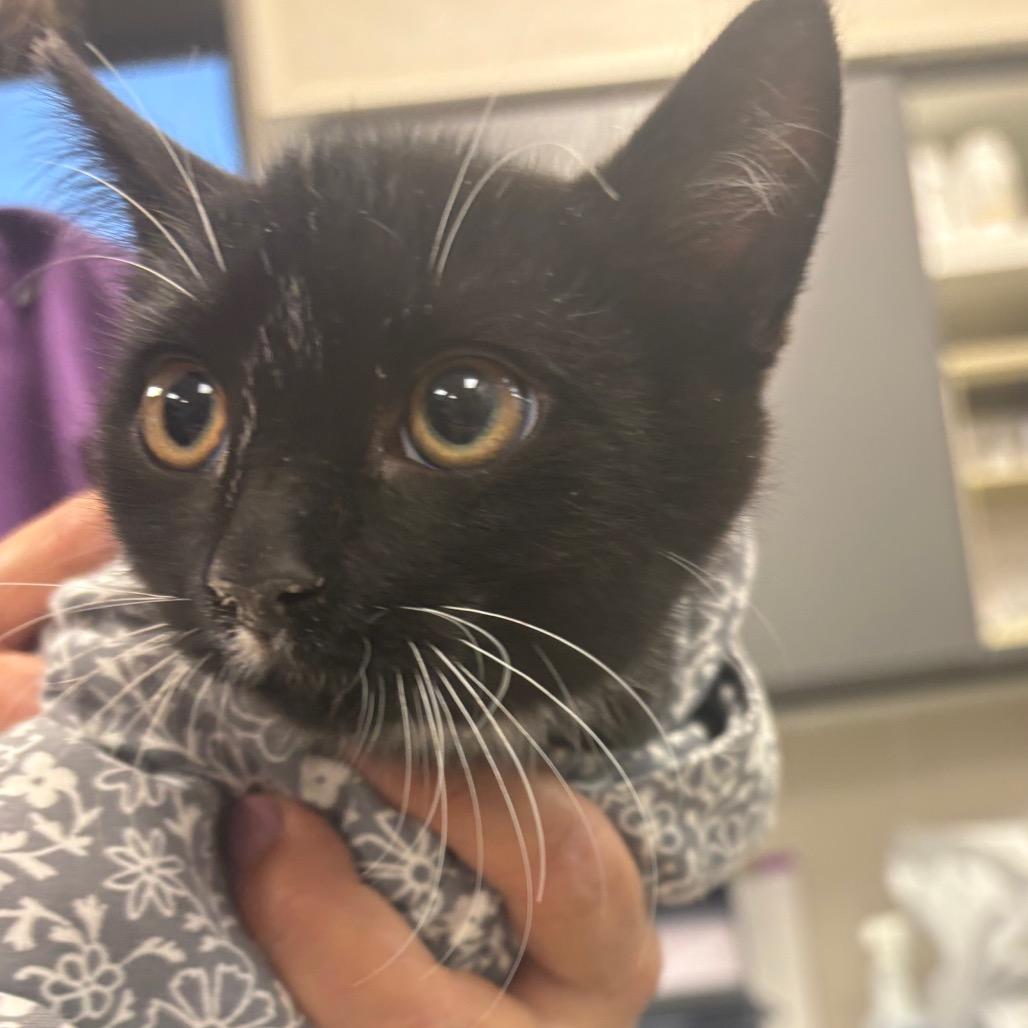 Five, Adoptable, Kitten Male Domestic Short Hair.