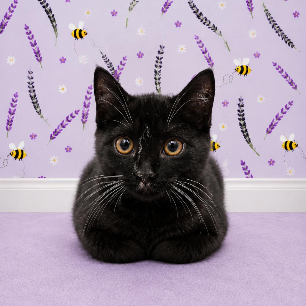 Five, a Adoptable Domestic Short Hair in Morganton, NC image 2/2