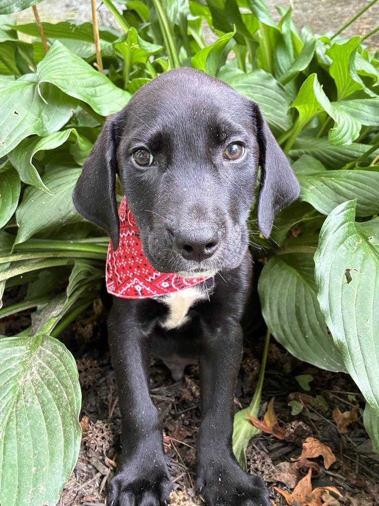 Dano / Rocket, Adopted, Puppy Male Labrador Retriever & Mixed Breed.
