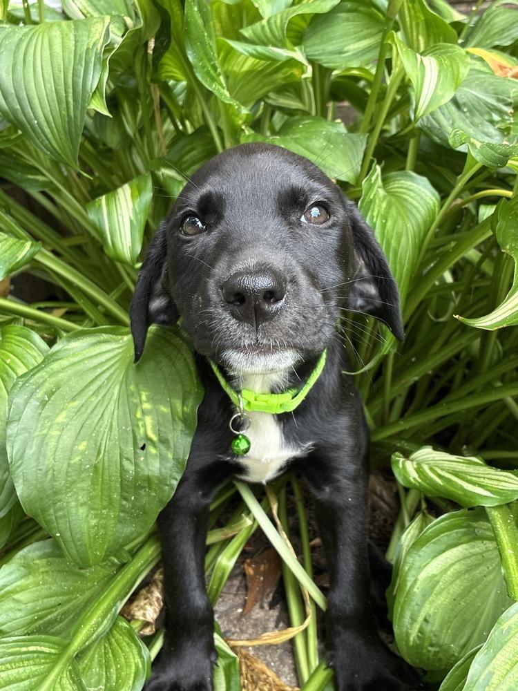 Enlarge Dano / Rocket, a Adopted mixed breed in Broomfield, CO image 2/2