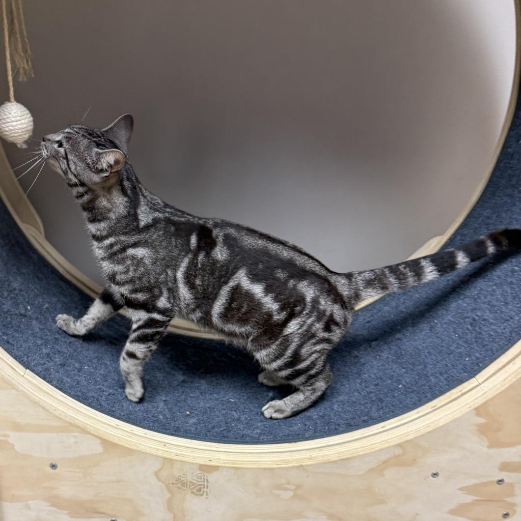 Enlarge McGonagall, a Adoptable mixed breed in Brenham, TX image 2/6