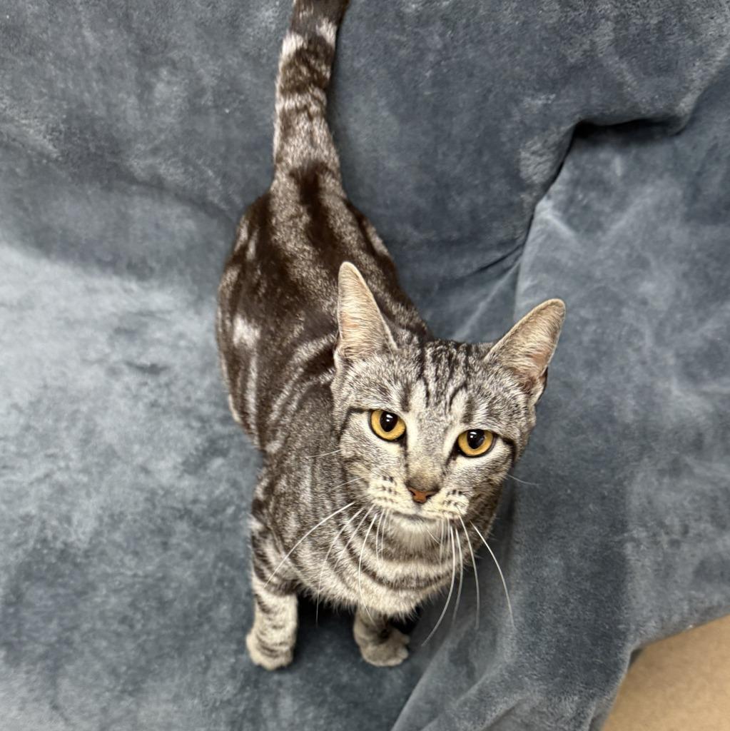 Enlarge McGonagall, a Adoptable mixed breed in Brenham, TX image 3/6