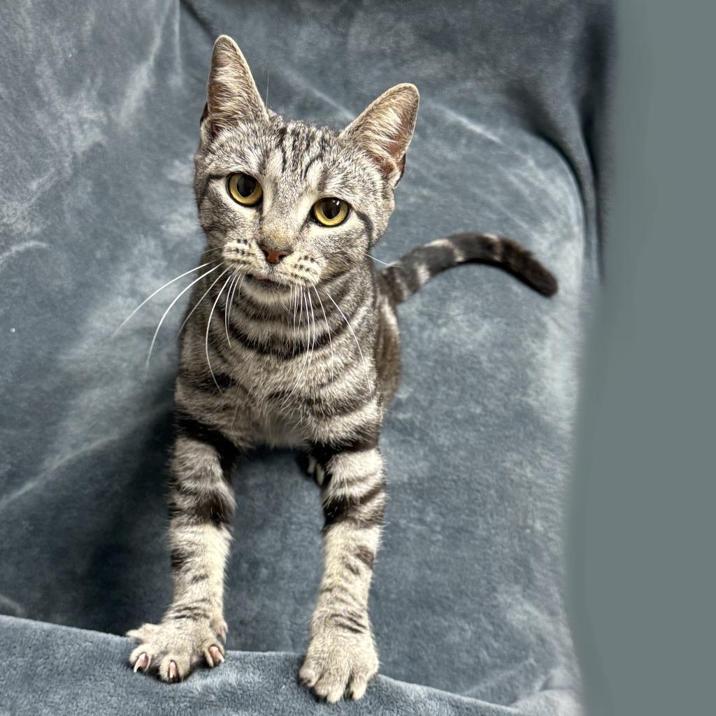 Enlarge McGonagall, a Adoptable mixed breed in Brenham, TX image 4/6