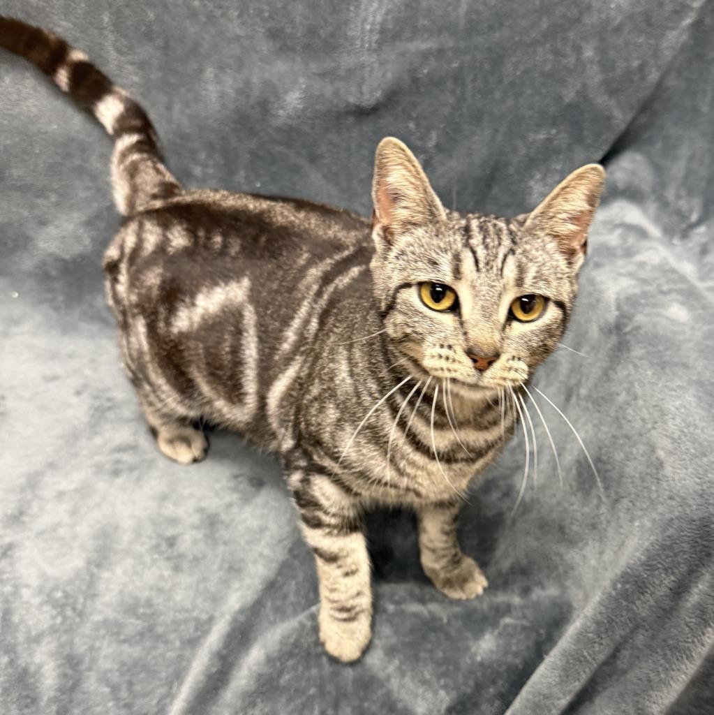 Enlarge McGonagall, a Adoptable mixed breed in Brenham, TX image 6/6