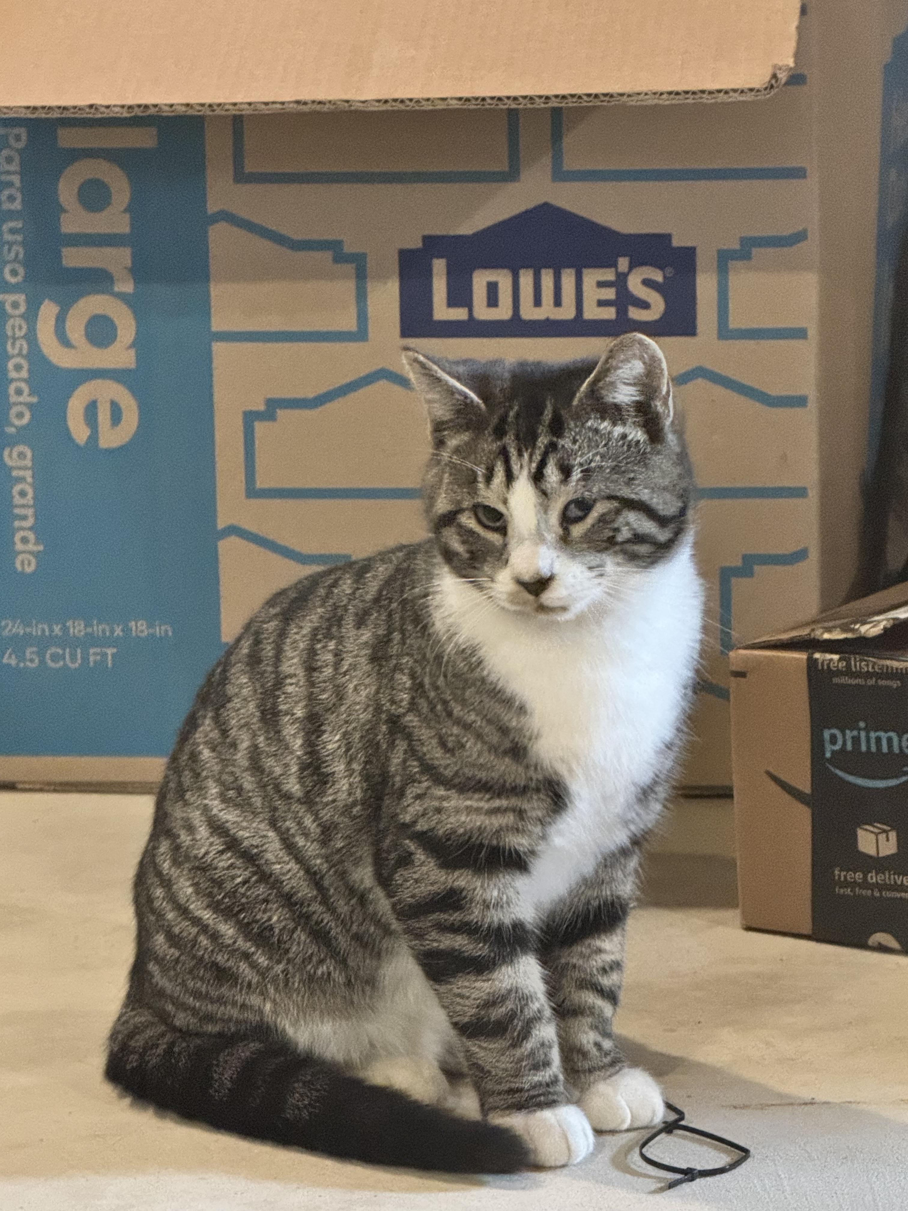 Enlarge Cheese, a Adoptable Domestic Short Hair in Columbus, OH image 6/6