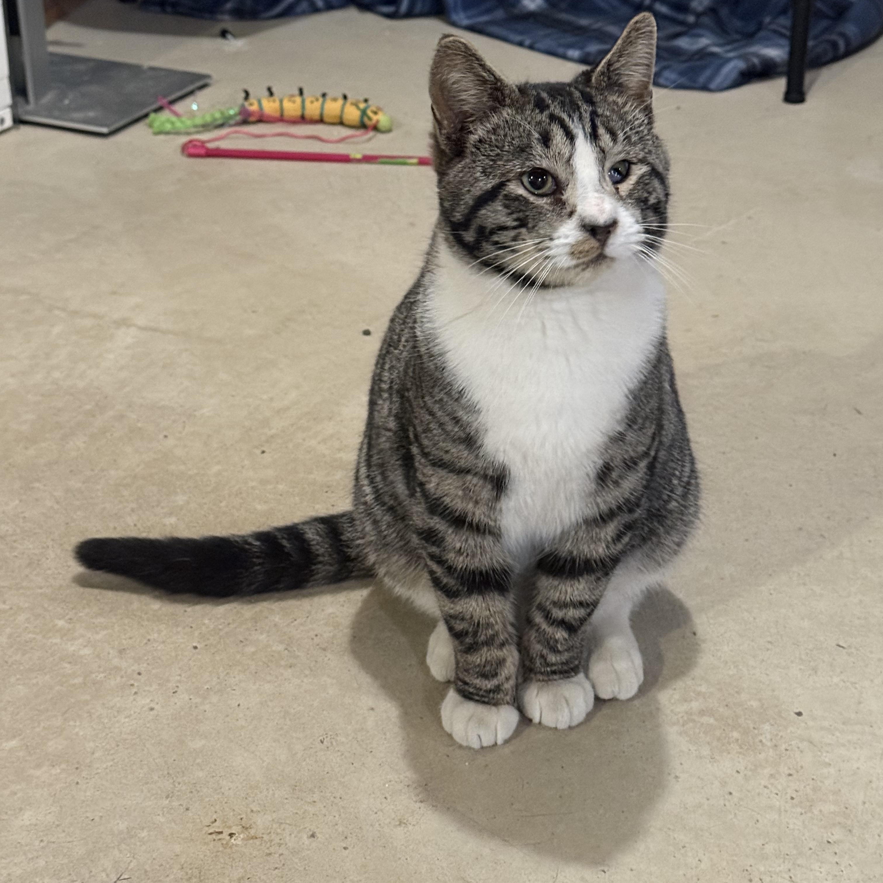 Cheese, Adoptable, Young Male Domestic Short Hair.