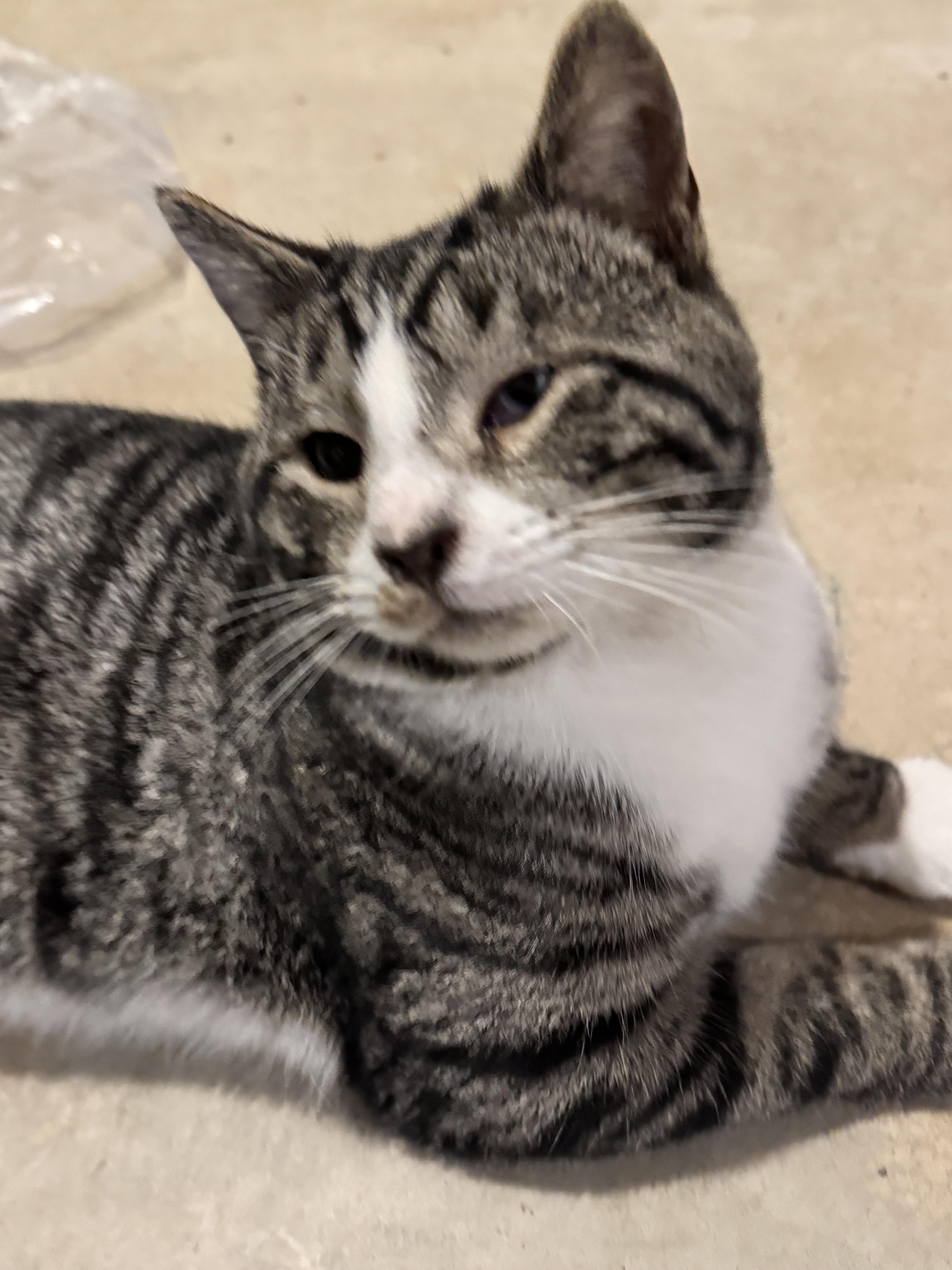 Enlarge Cheese, a Adoptable Domestic Short Hair in Columbus, OH image 2/6