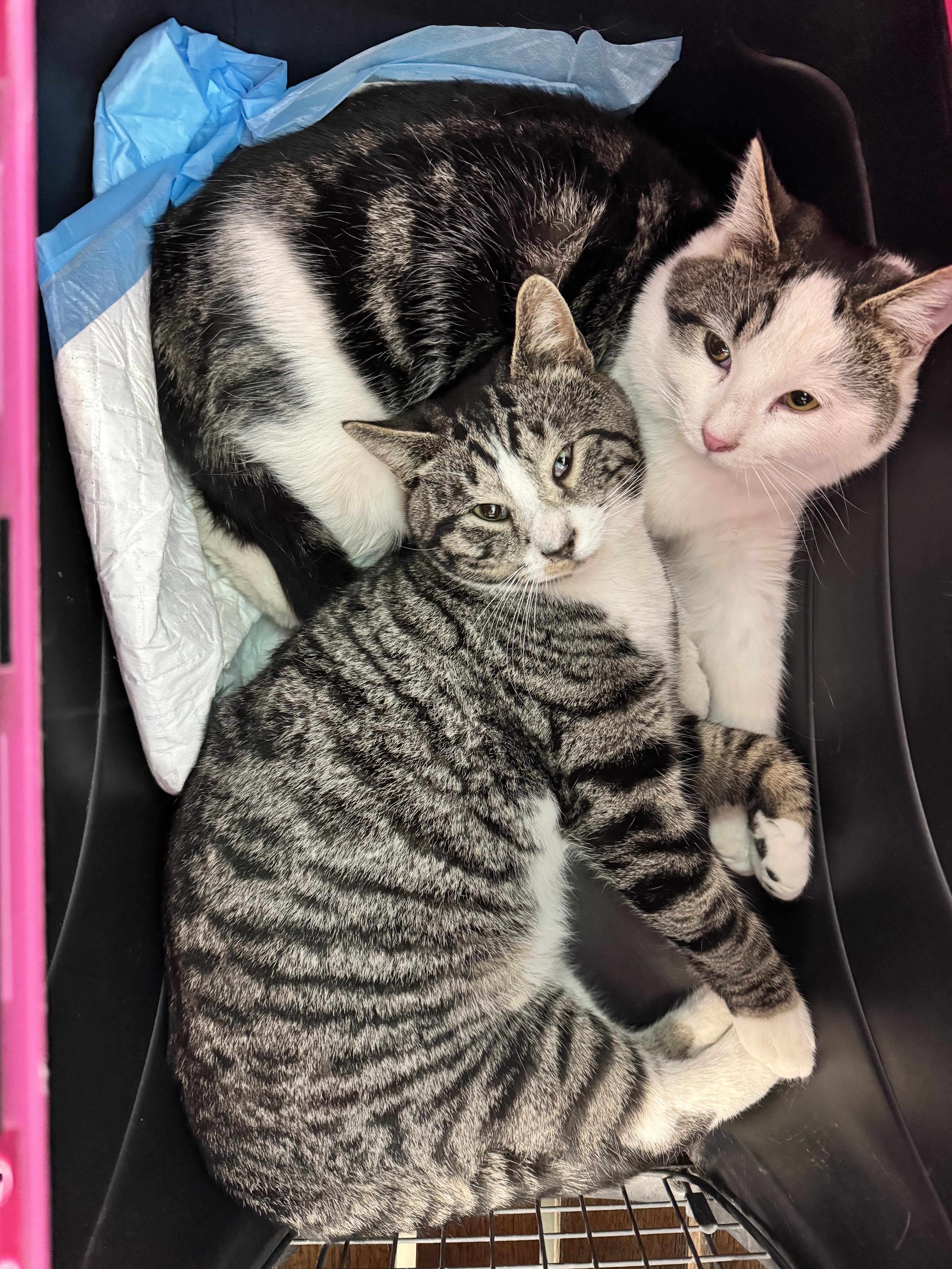 Enlarge Cheese, a Adoptable Domestic Short Hair in Columbus, OH image 5/6