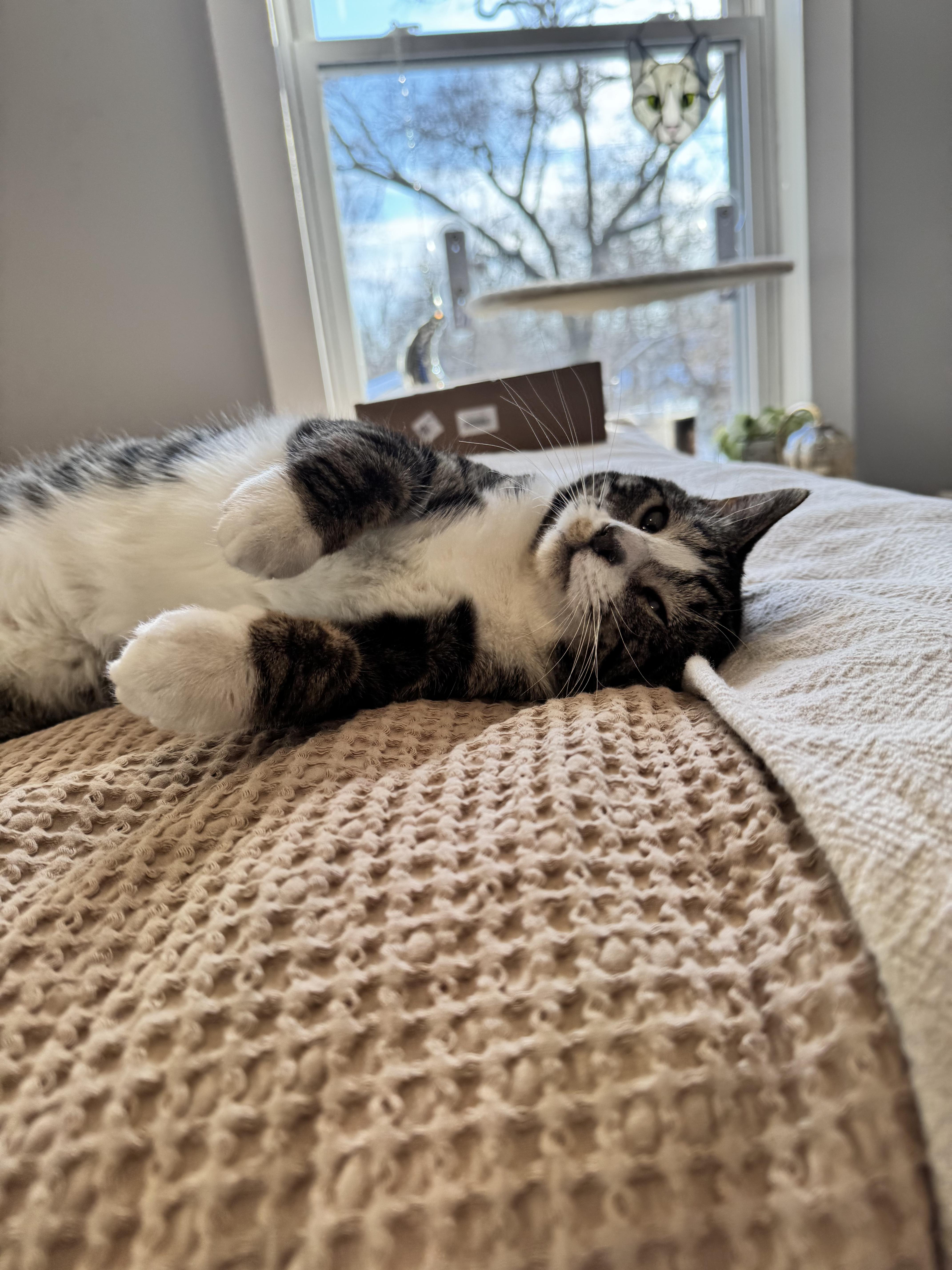 Enlarge Cheese, a Adoptable Domestic Short Hair in Columbus, OH image 2/6