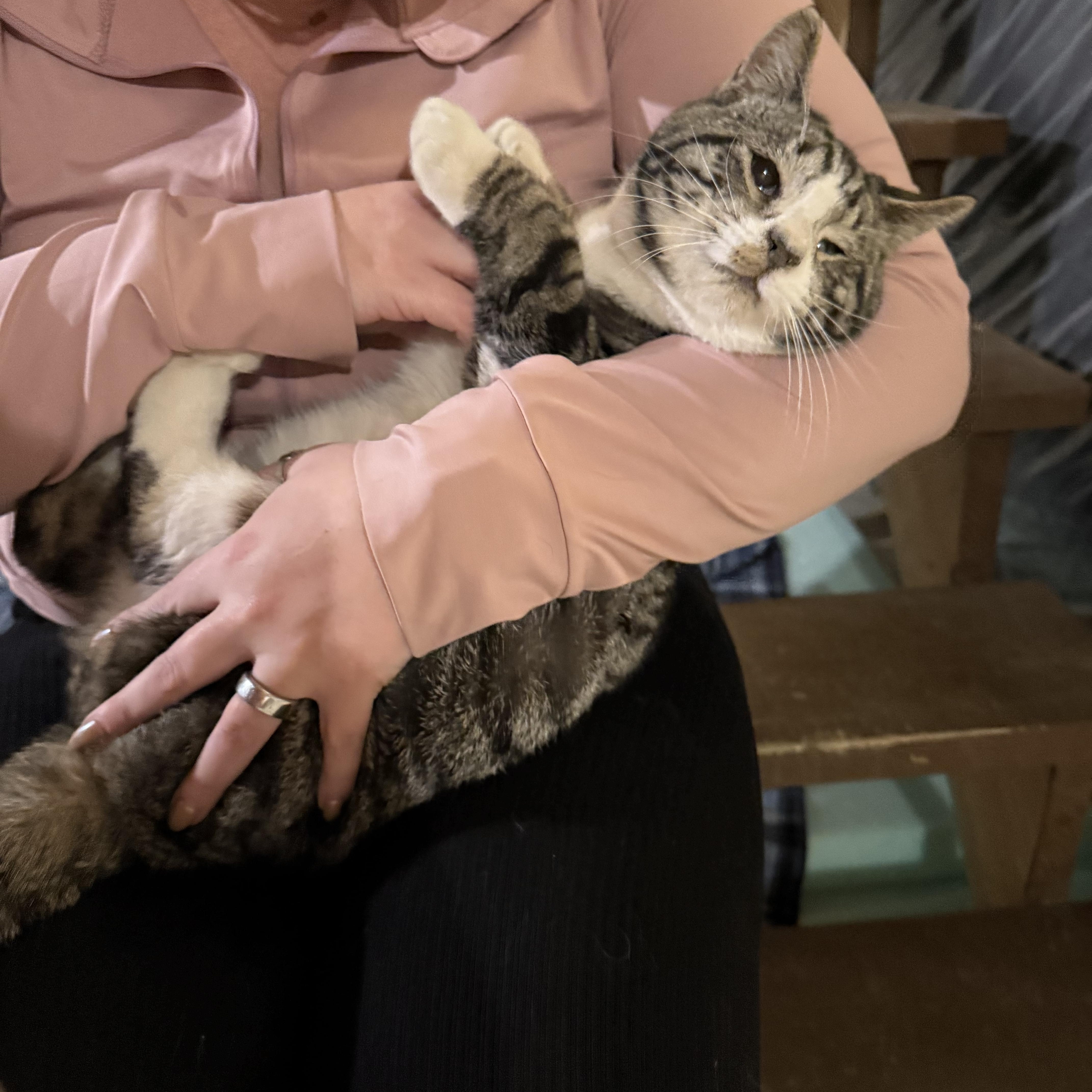 Enlarge Cheese, a Adoptable Domestic Short Hair in Columbus, OH image 3/6