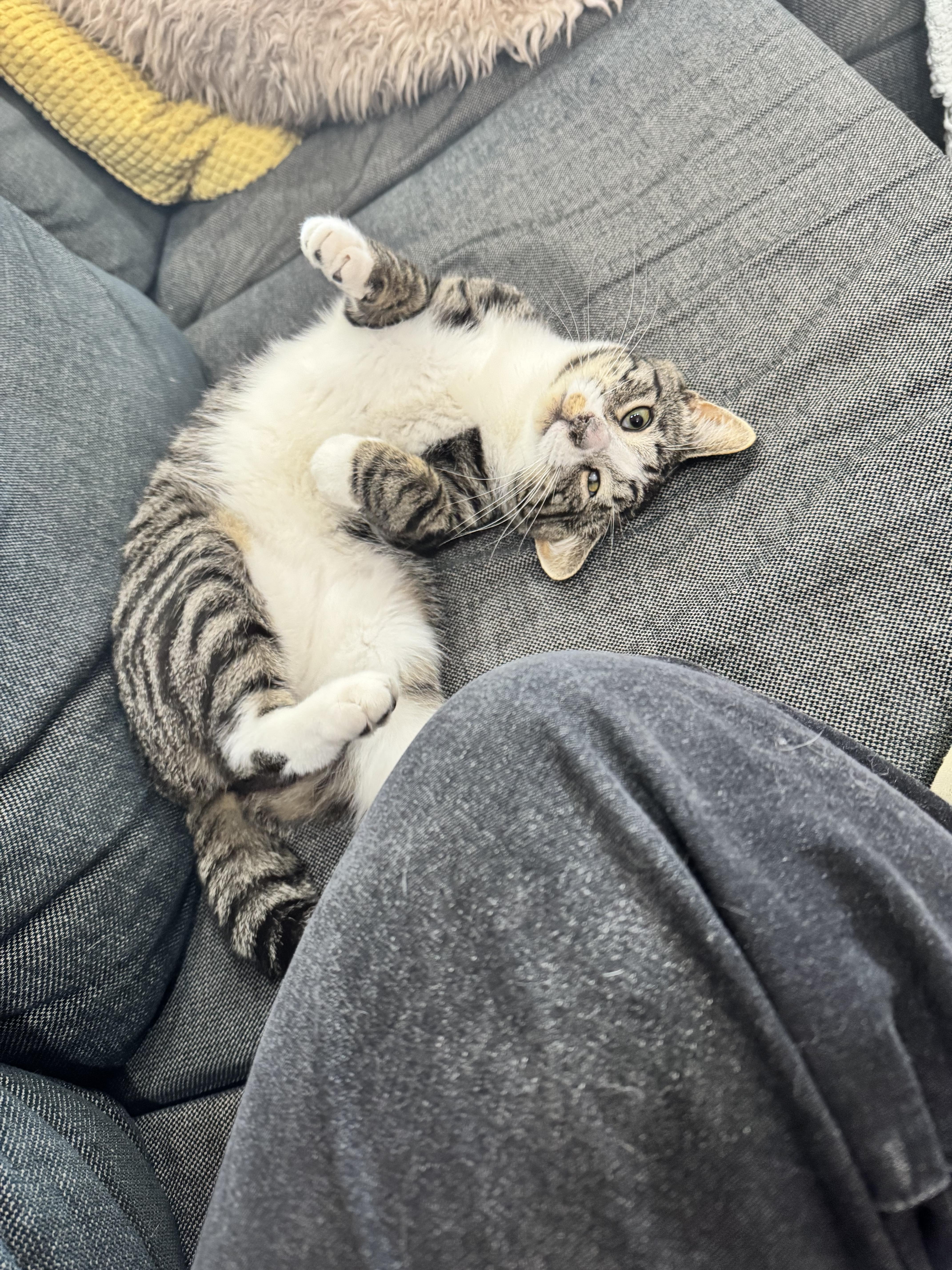 Cheese, Adoptable, Young Male Domestic Short Hair.