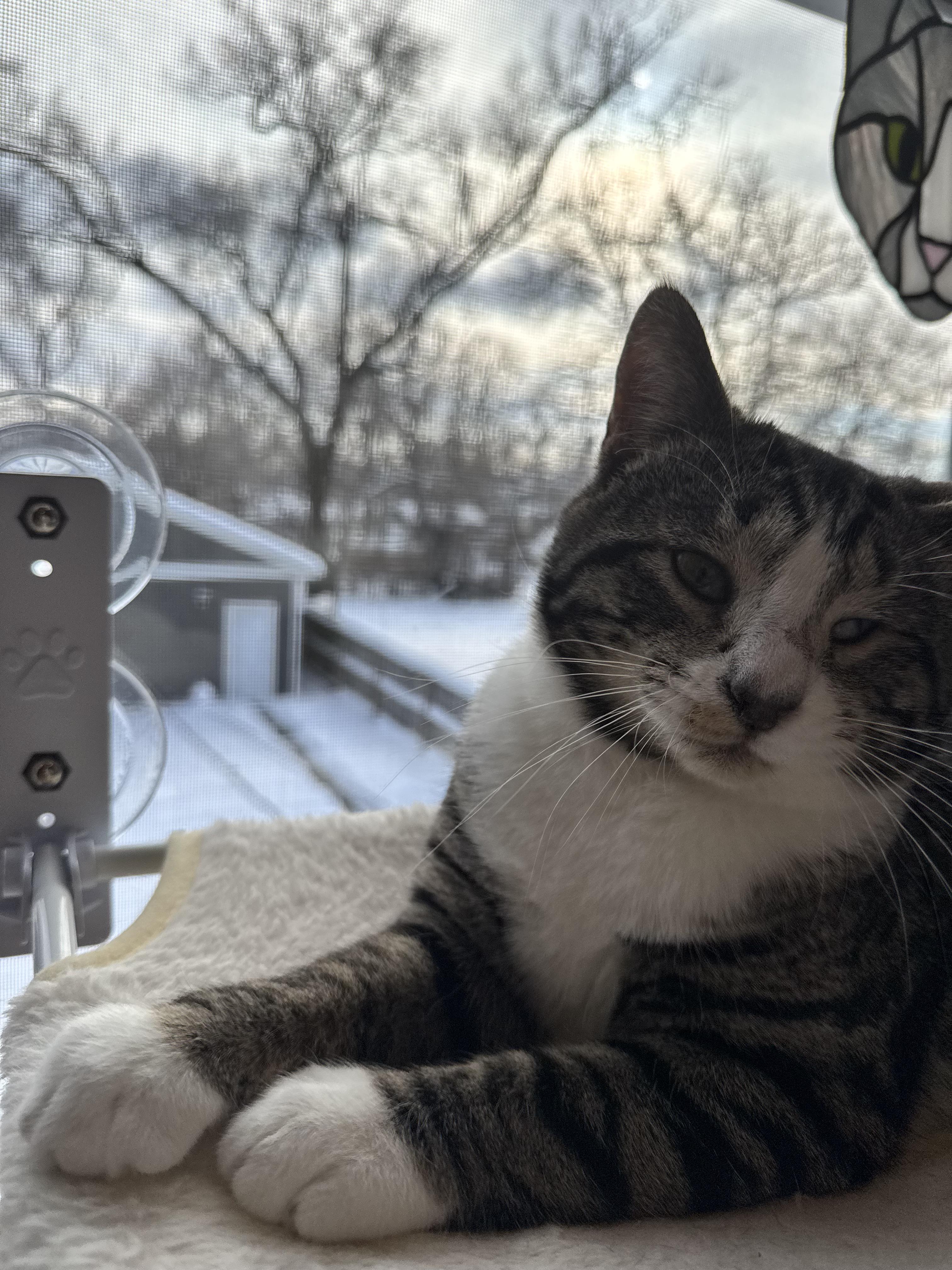 Enlarge Cheese, a Adoptable Domestic Short Hair in Columbus, OH image 1/6