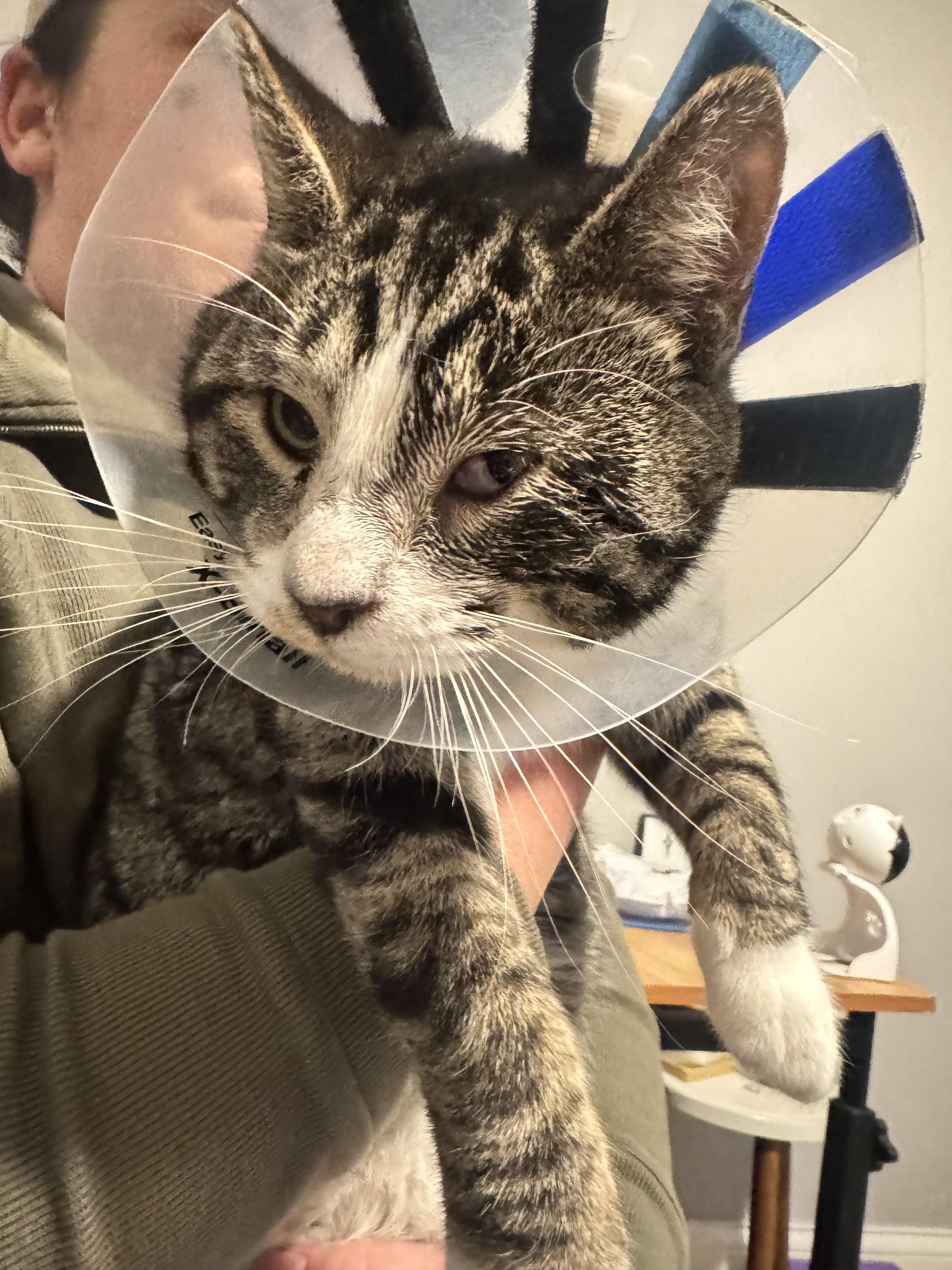 Enlarge Cheese, a Adoptable Domestic Short Hair in Columbus, OH image 4/6