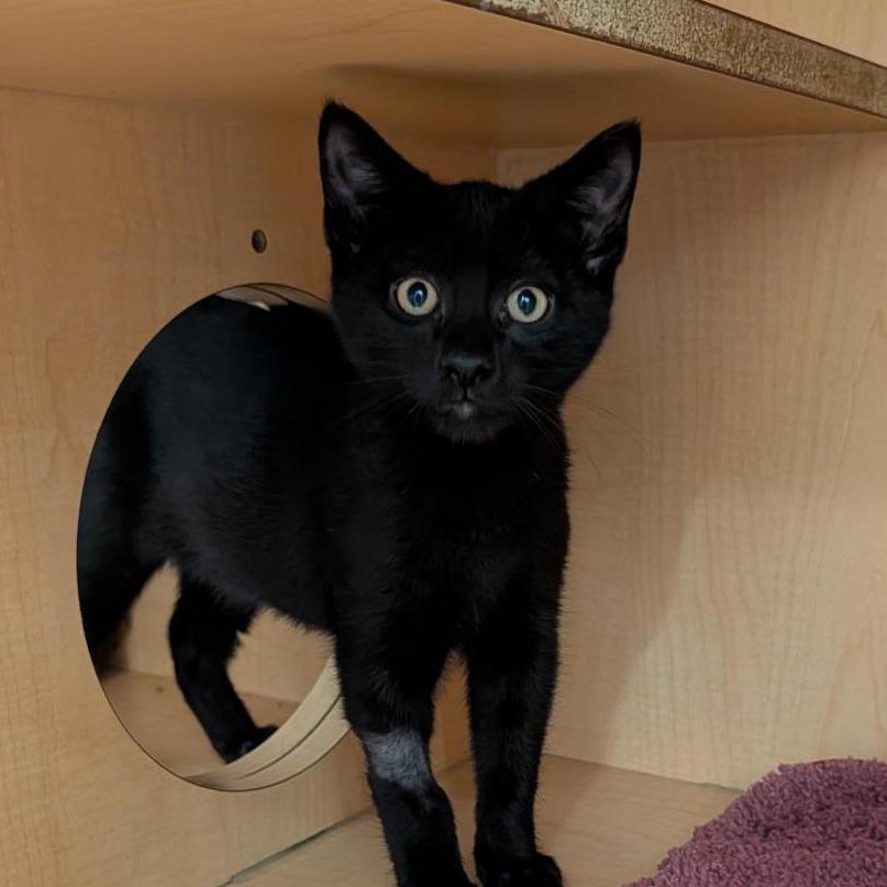 Blueberry, Adoptable, Kitten Male Domestic Short Hair.