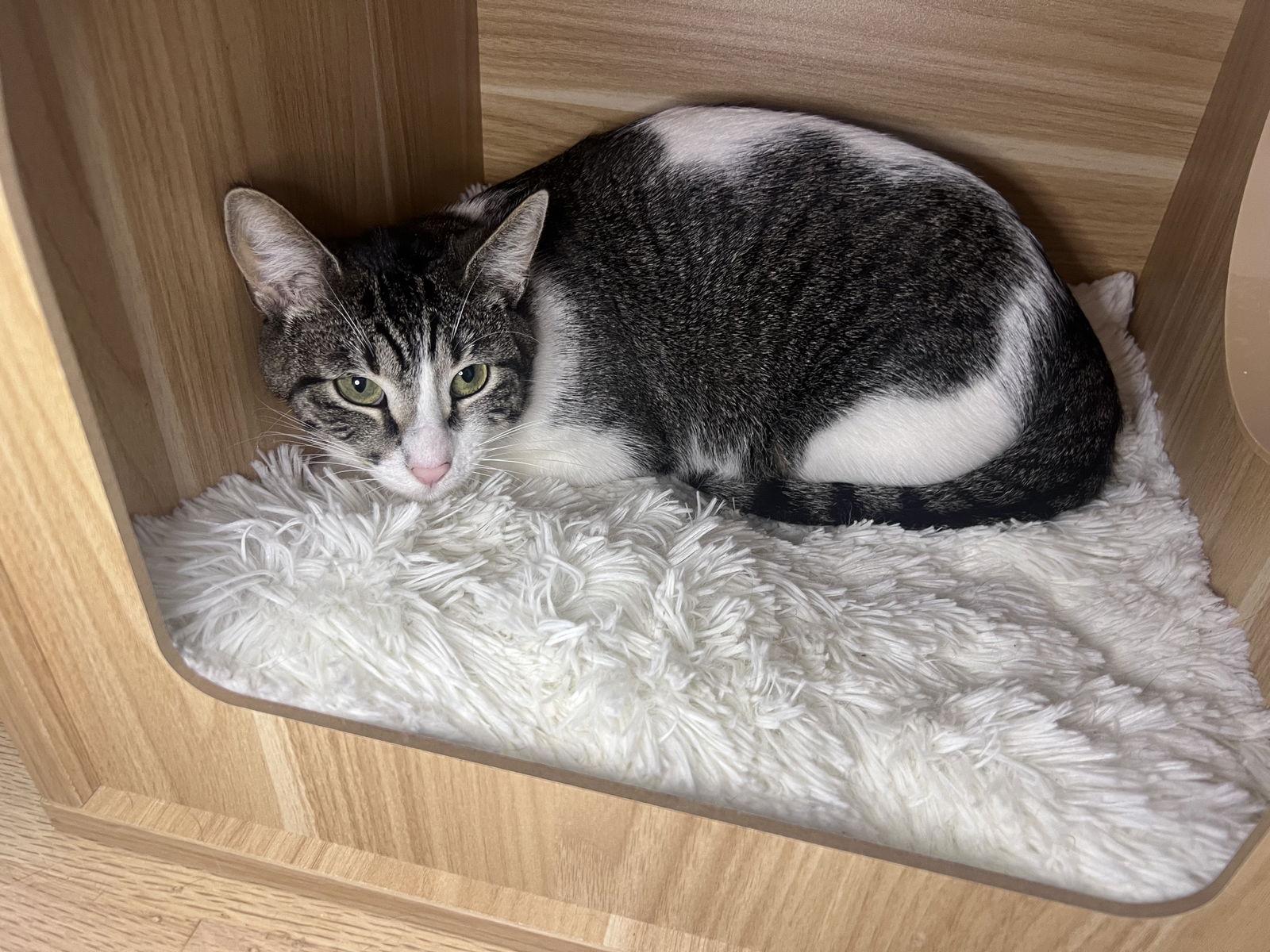 CHLOE, Adoptable, Adult Female Domestic Short Hair.