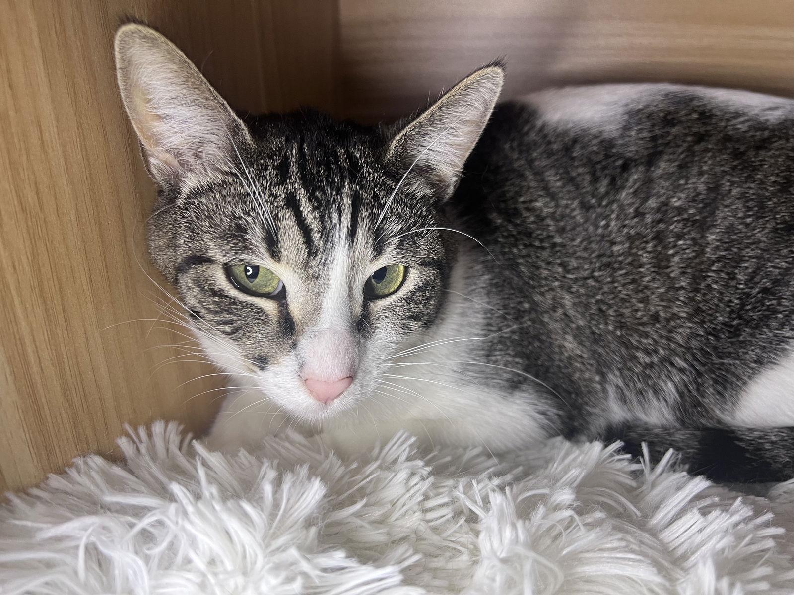 CHLOE, a Adoptable Domestic Short Hair in Walnut Creek, CA image 2/3