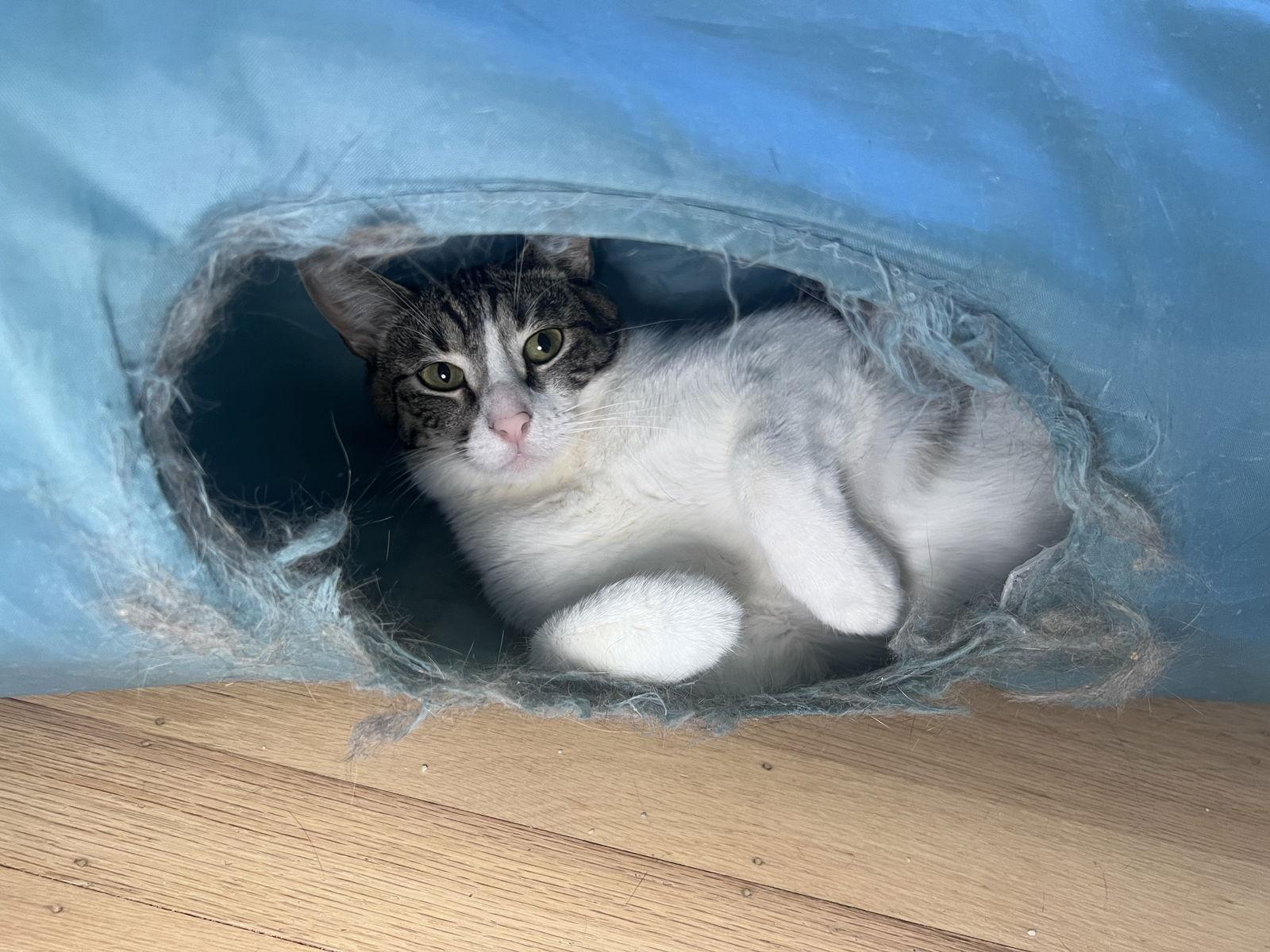 CHLOE, a Adoptable Domestic Short Hair in Walnut Creek, CA image 3/3