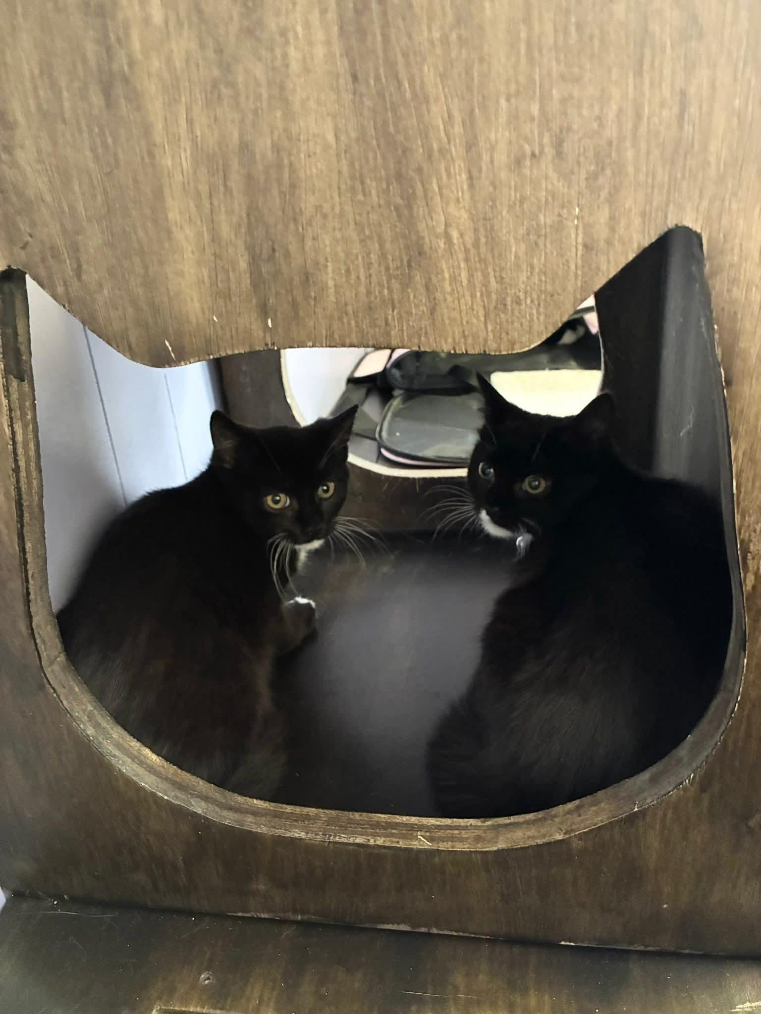 Mei (pink collar), Adoptable, Kitten Female Domestic Short Hair.