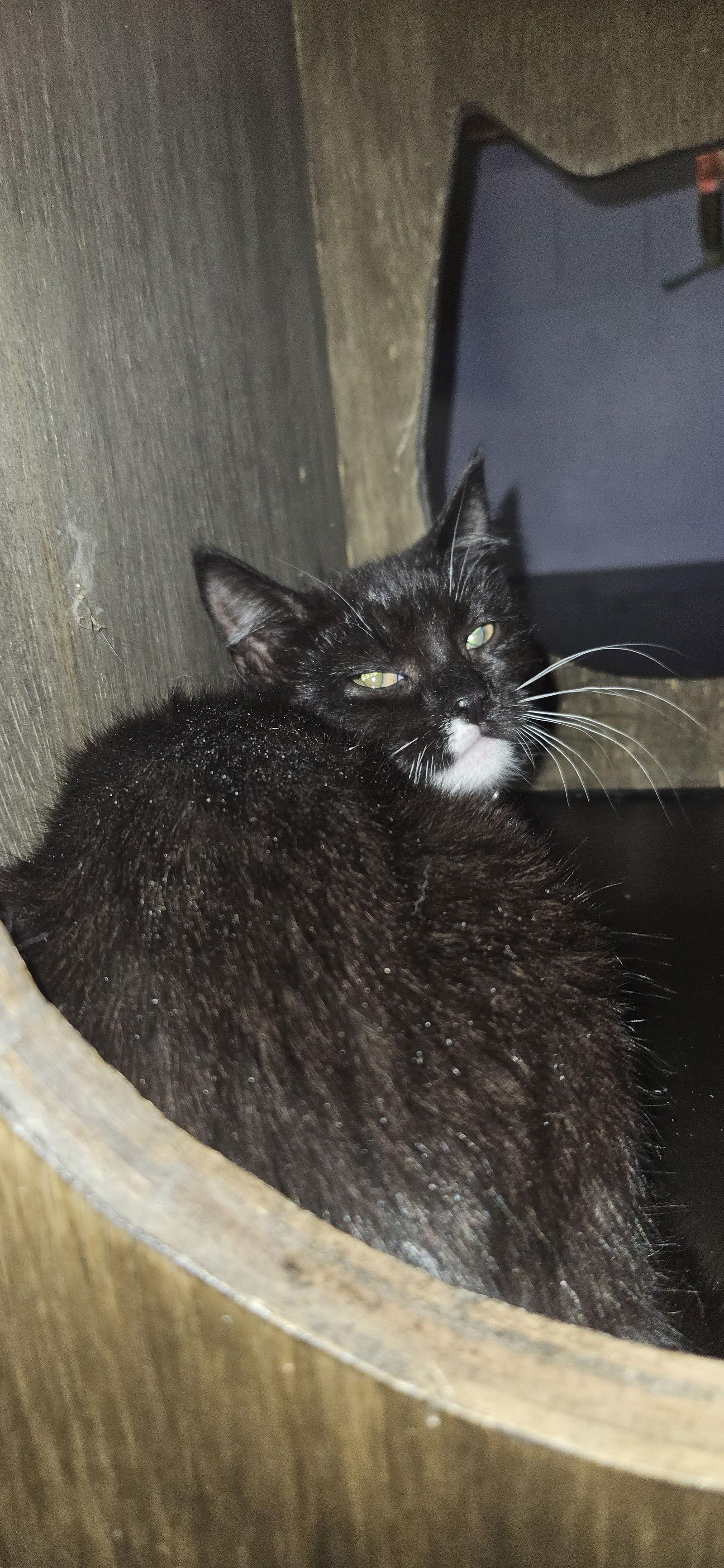 Enlarge Mei (pink collar), a Adoptable Domestic Short Hair in Stewartsville, NJ image 2/3