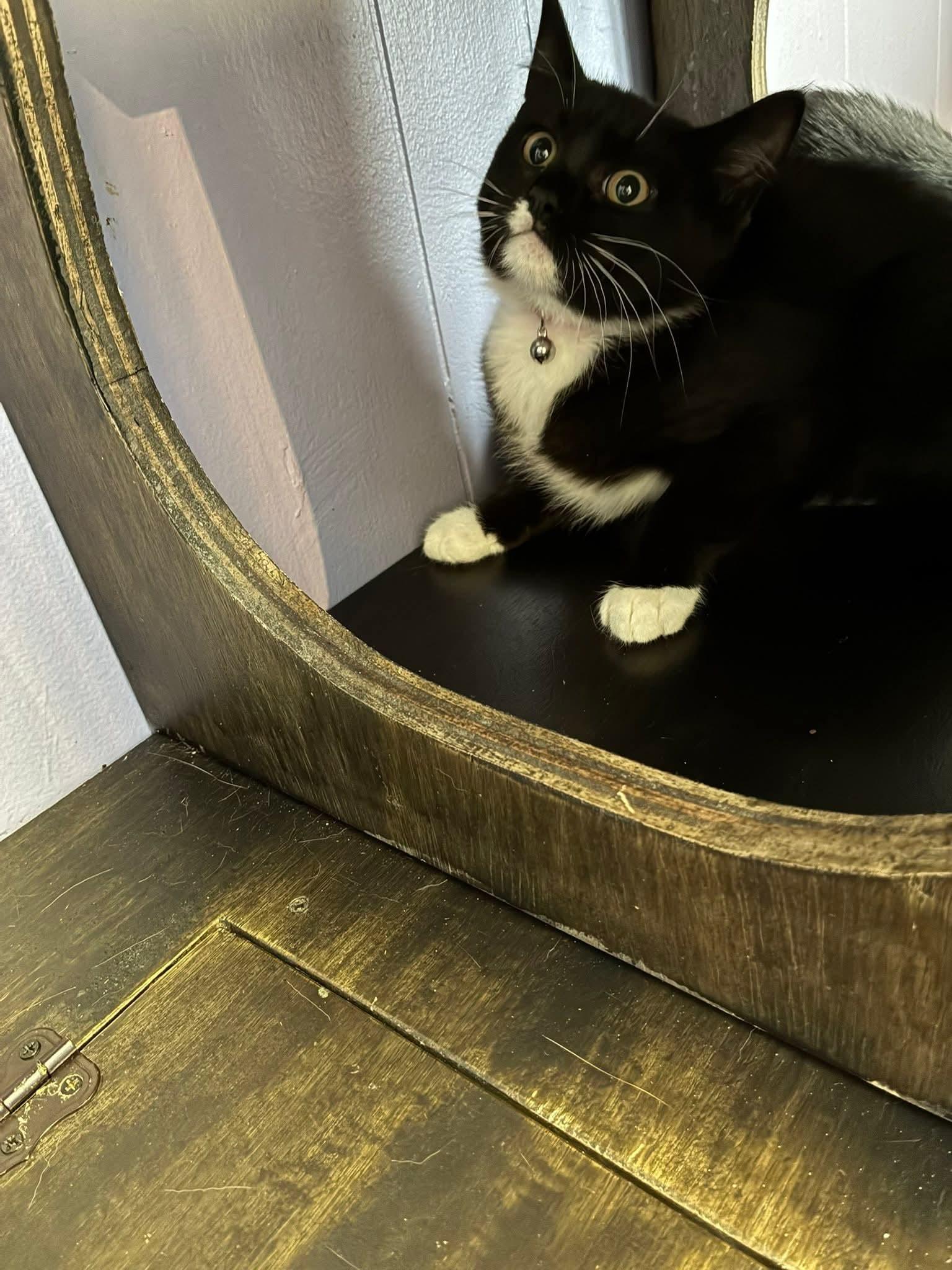 Enlarge Mei (pink collar), a Adoptable Domestic Short Hair in Stewartsville, NJ image 3/3