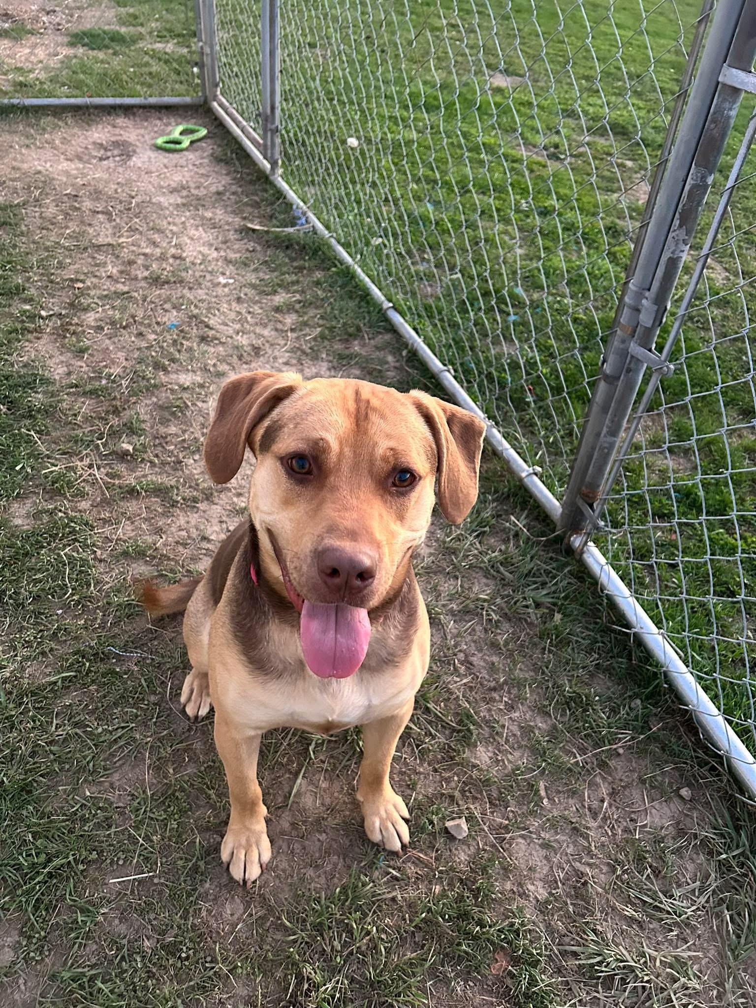 Moby, Adopted, Young Male Pit Bull Terrier.
